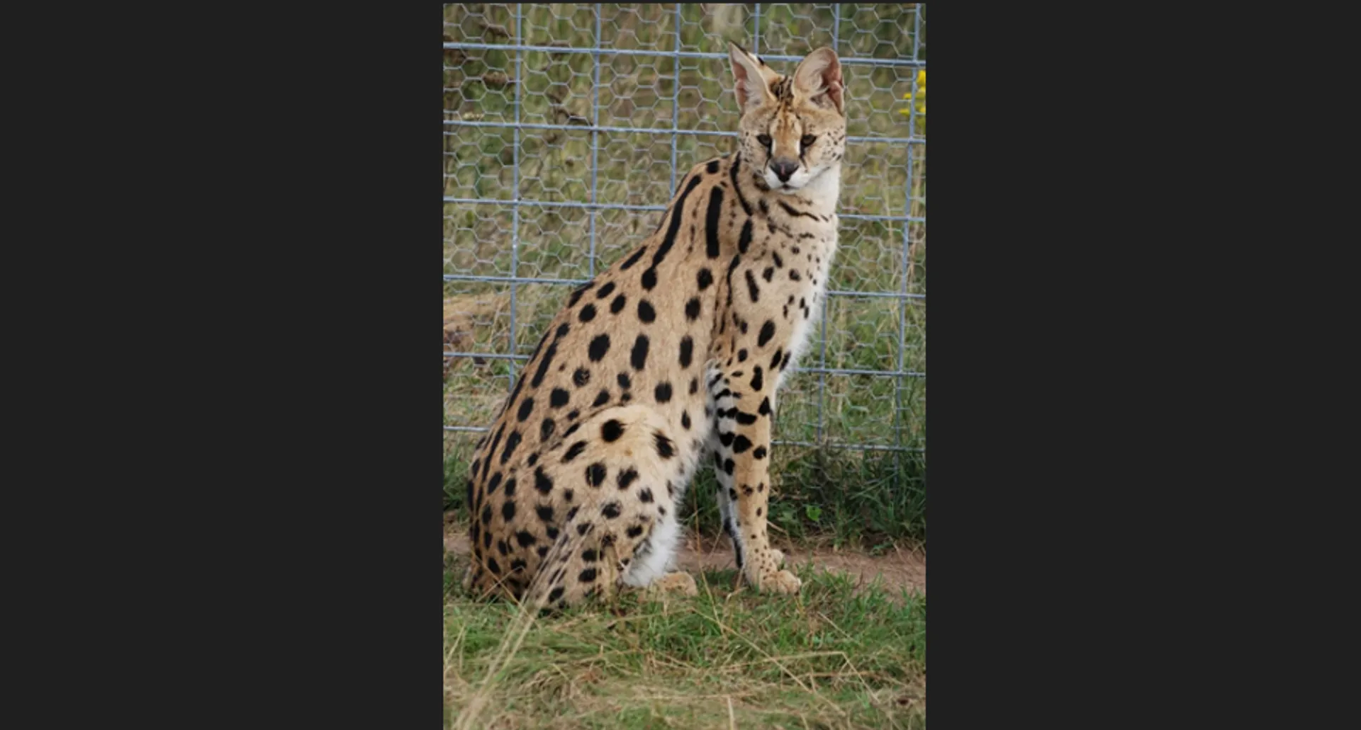 African Wildcat