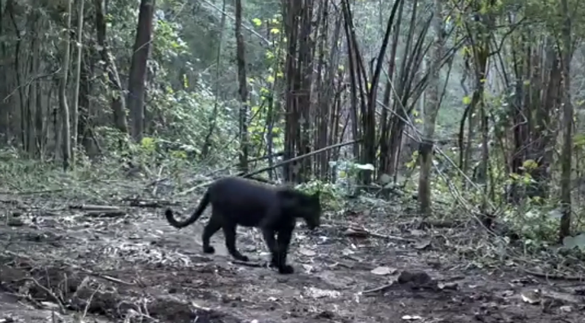black leopard pic