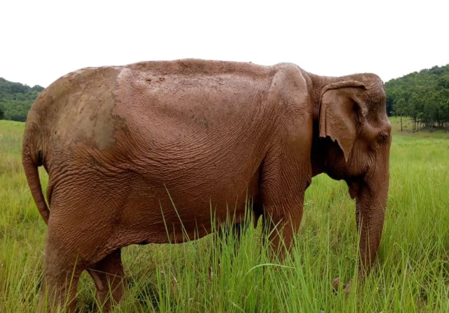 elephant bhawani
