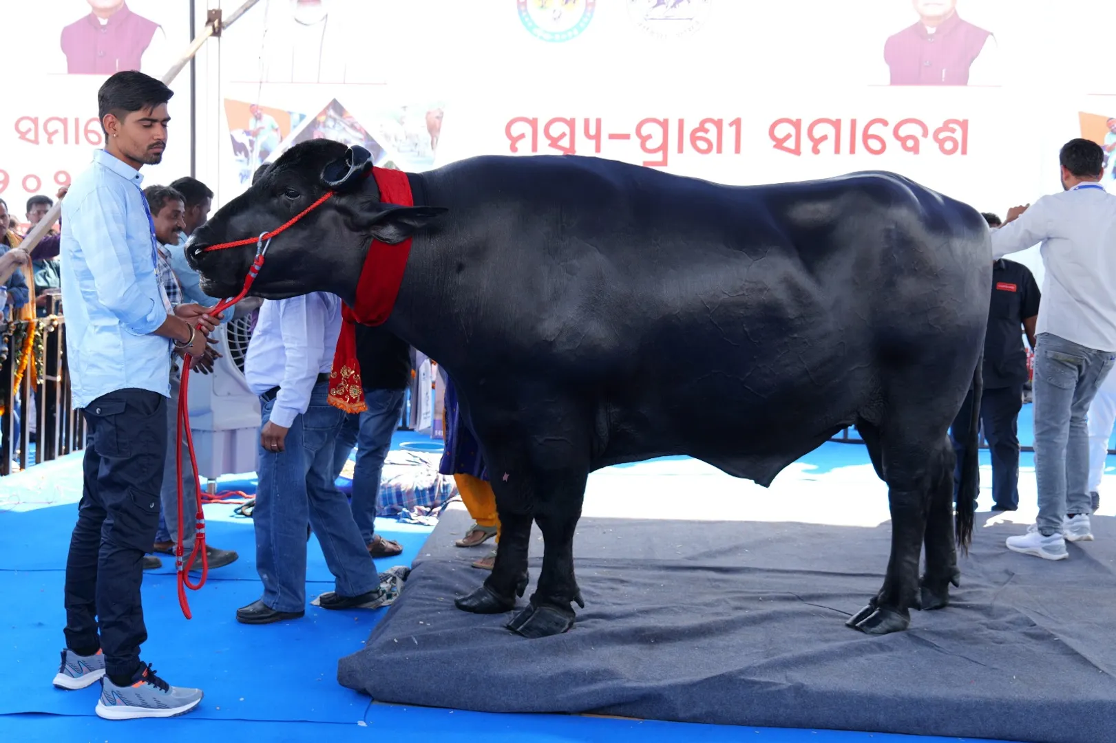 Bheem buffalo pic