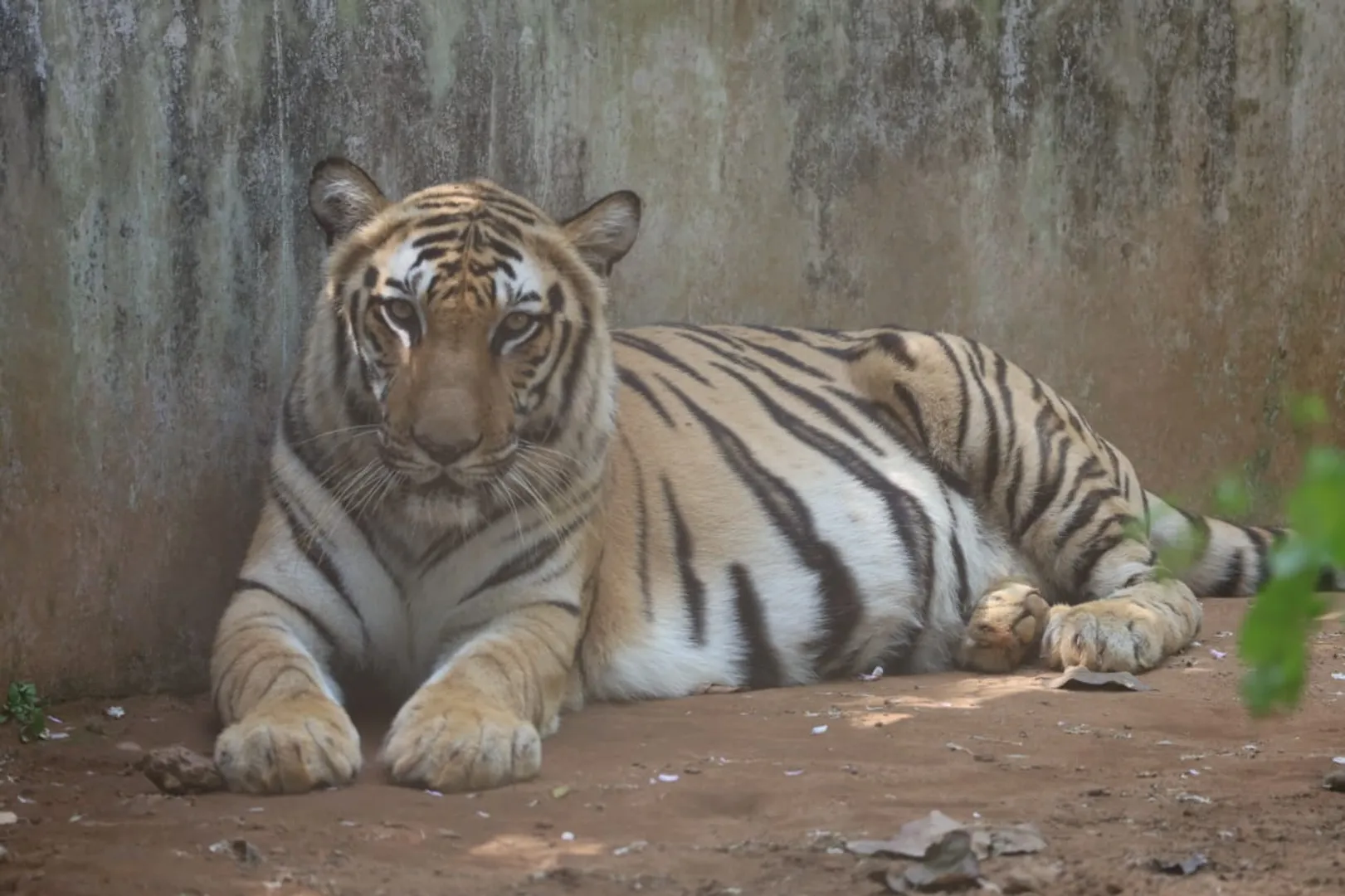 nandankanan tiger