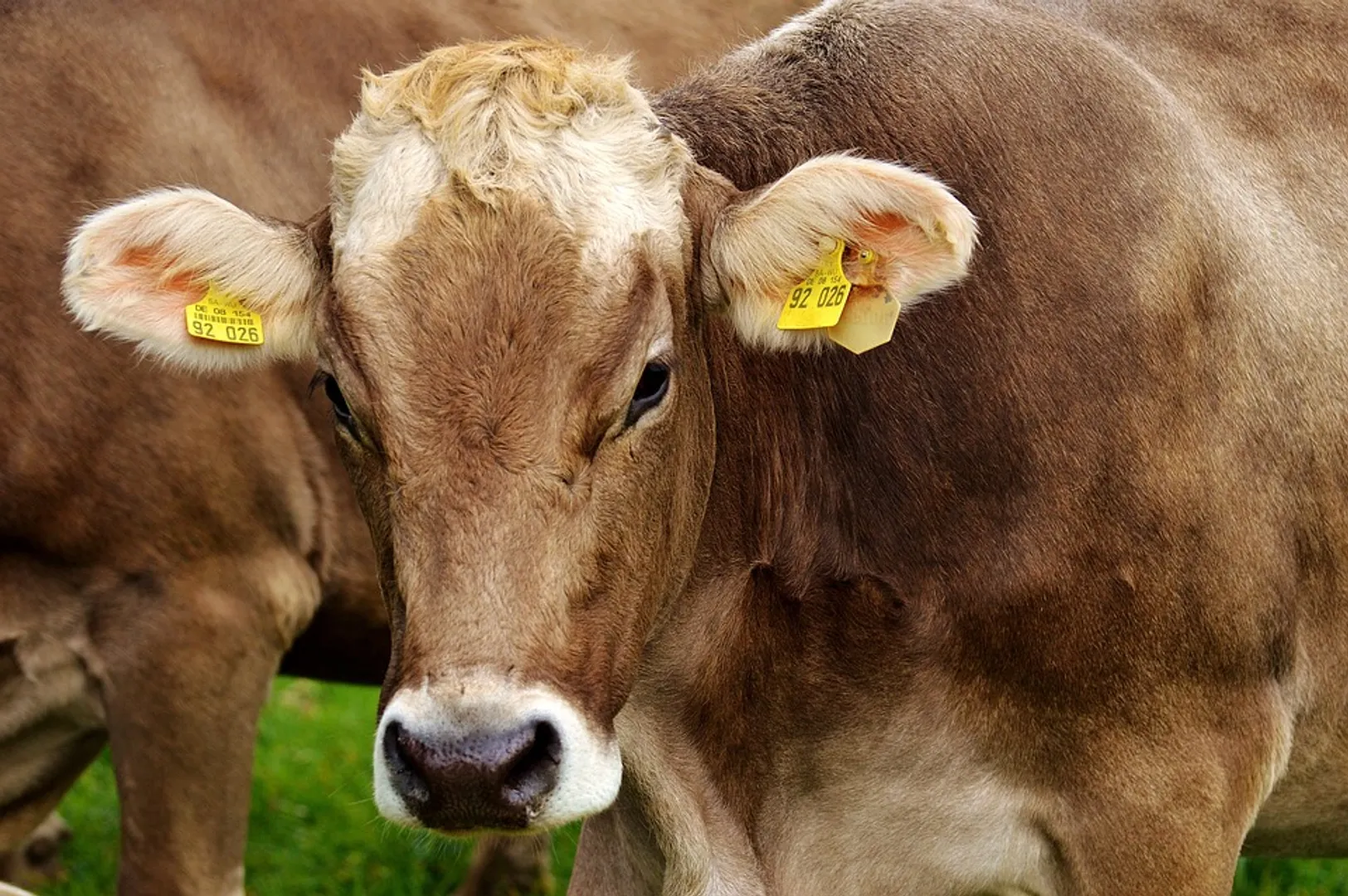 livestock