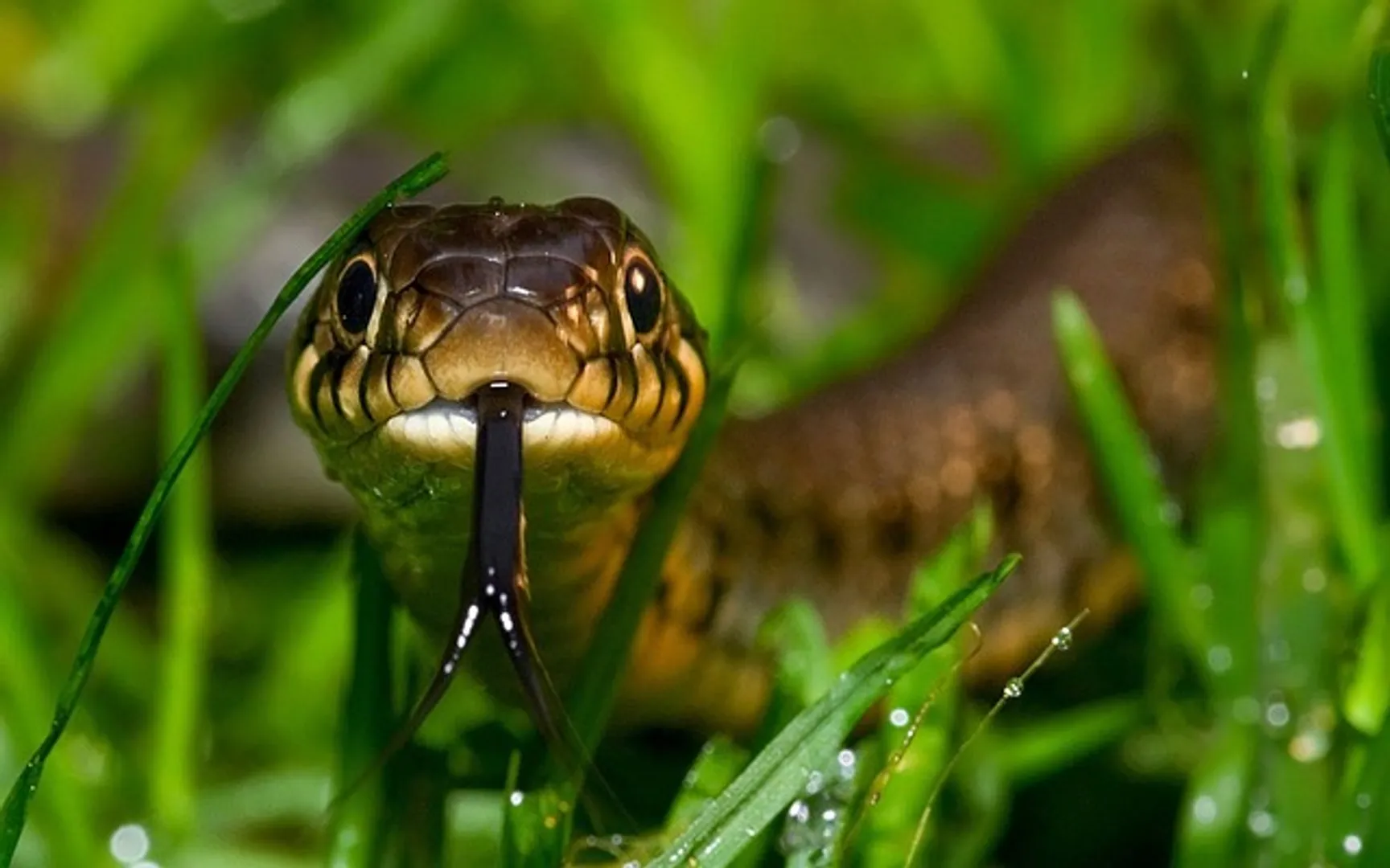 snakebite