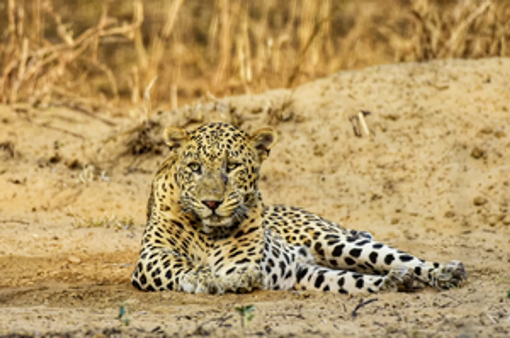  leopard story pic