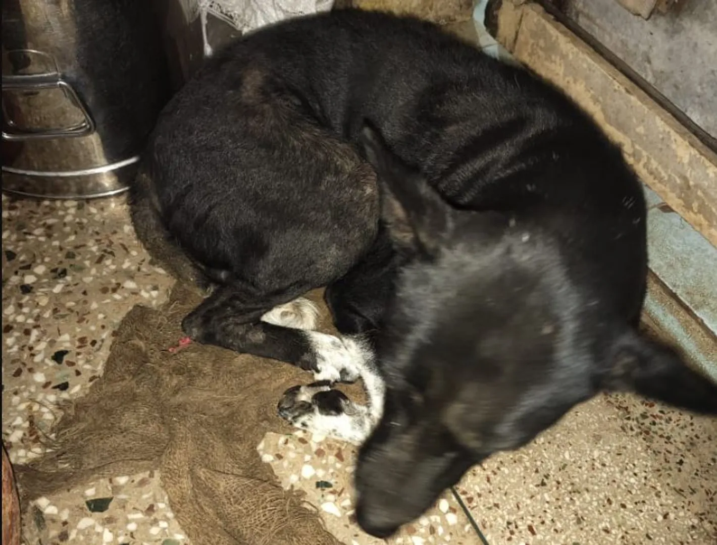 dog