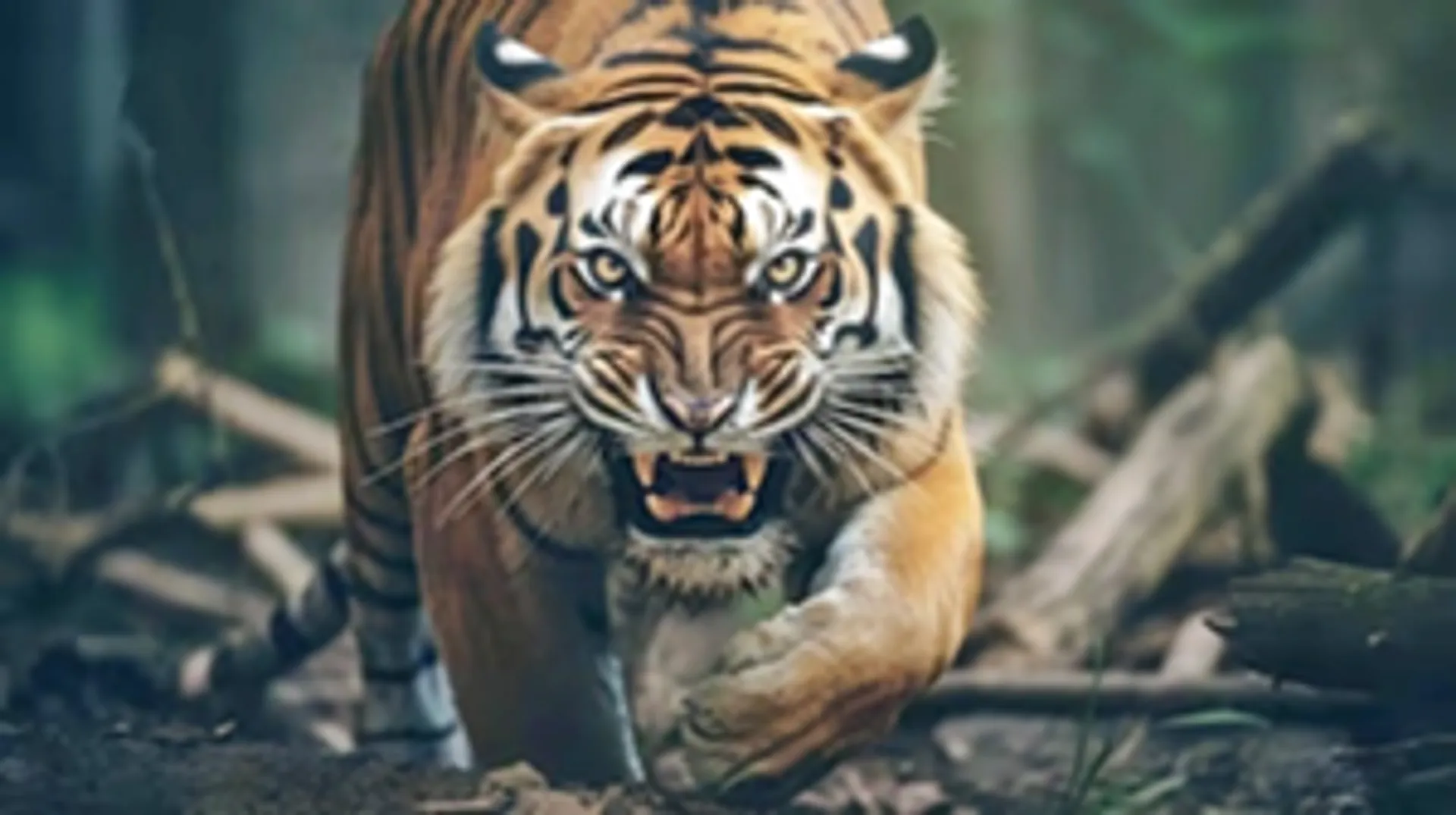 tiger story pic 