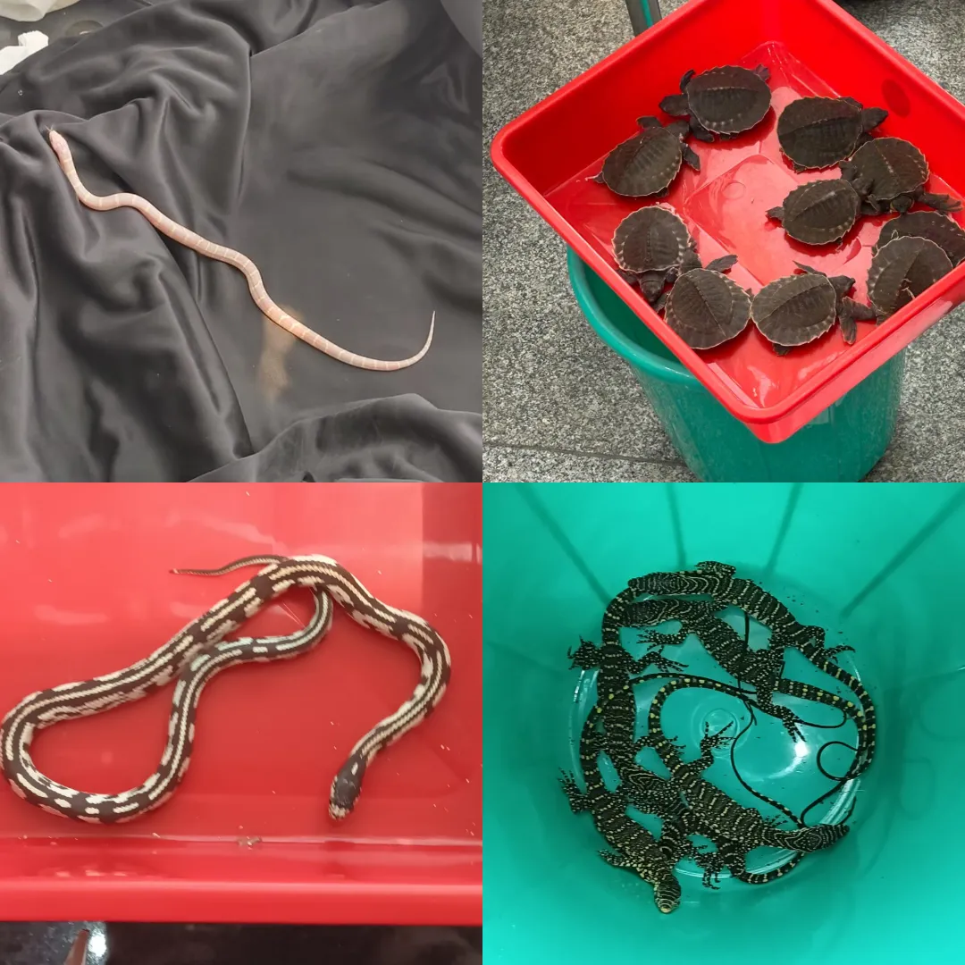 king snakes