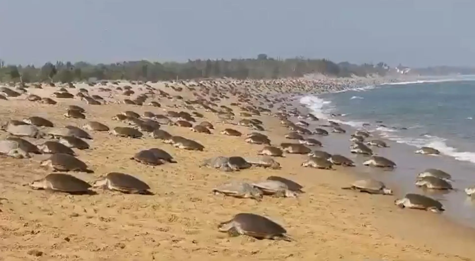 turtles