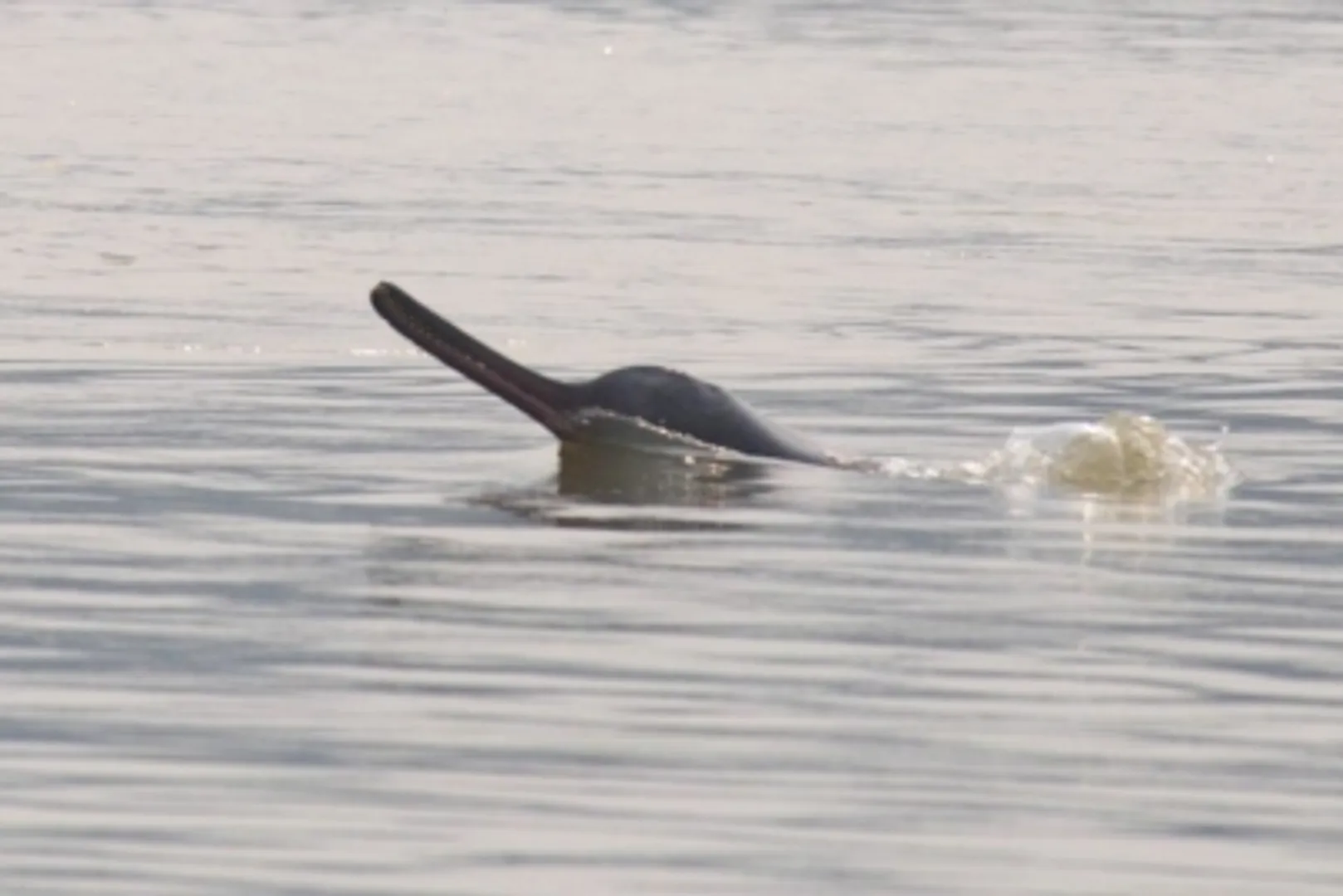 Dolphin