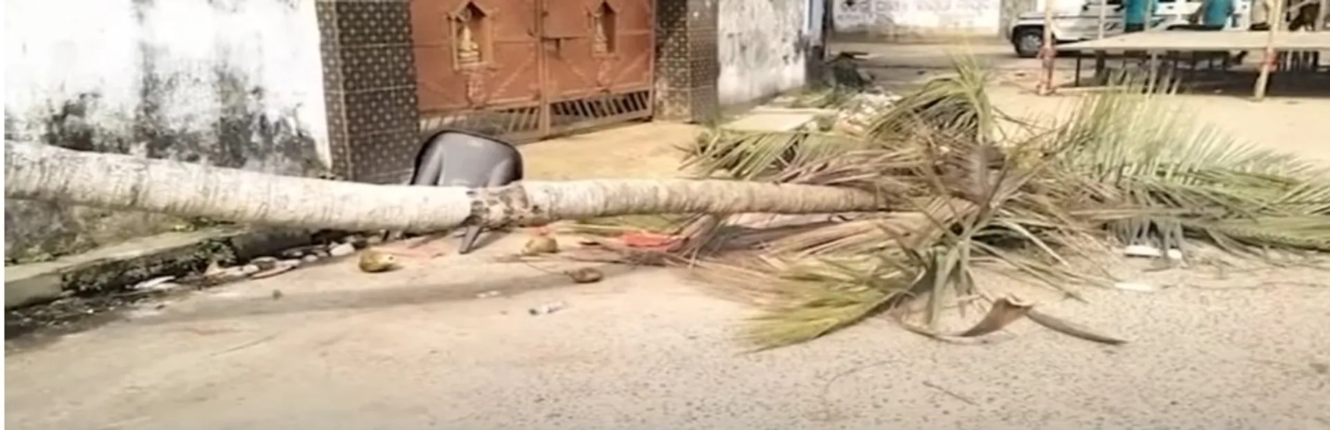 coconut tree