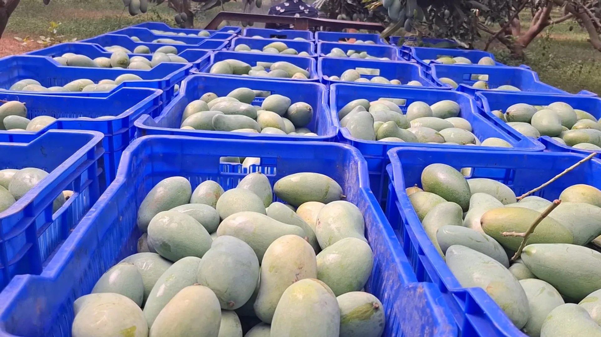 Odisha mangoes