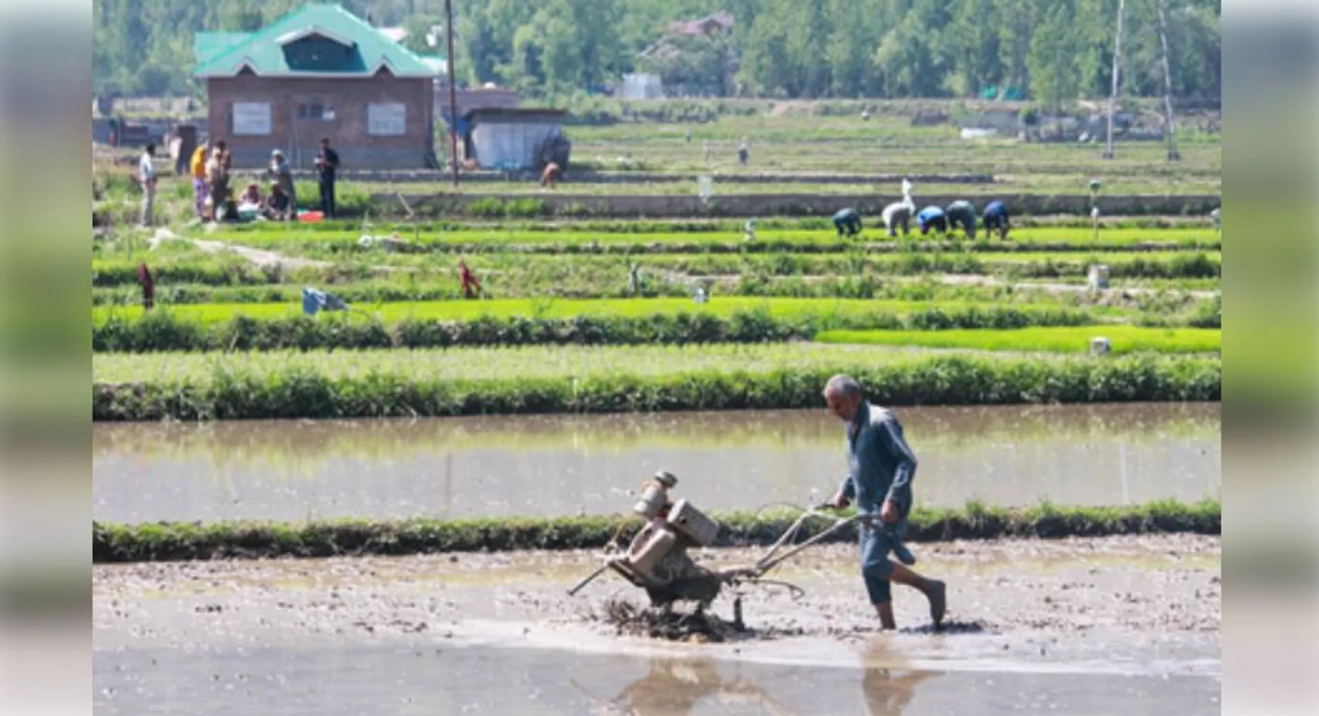 agriculture