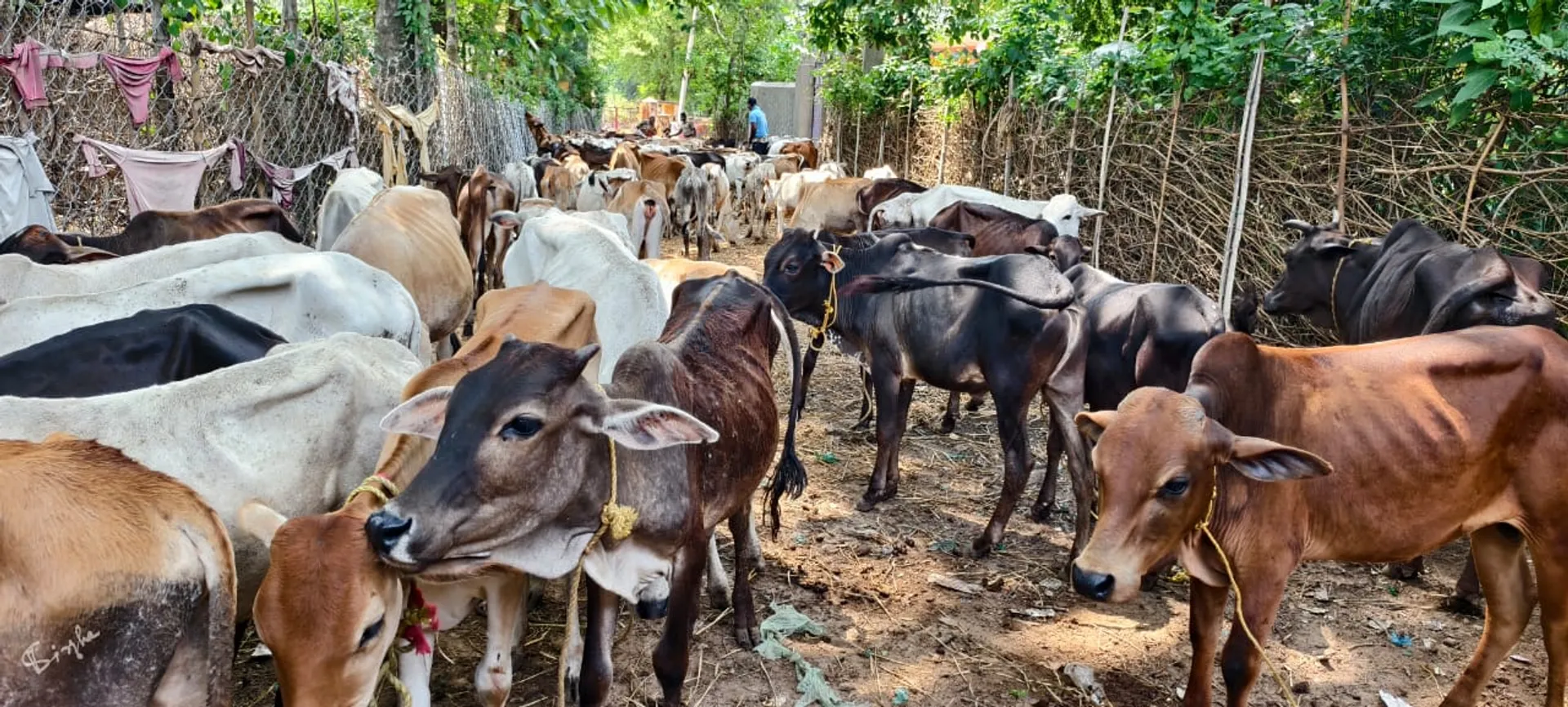 cattle