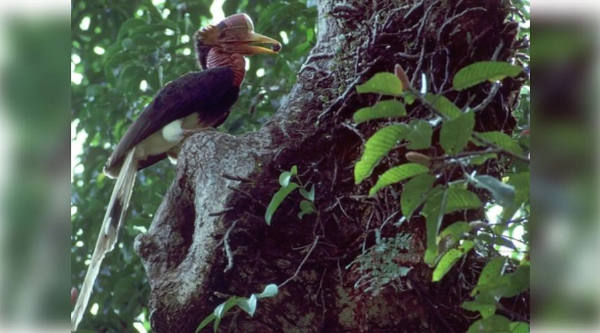 bird