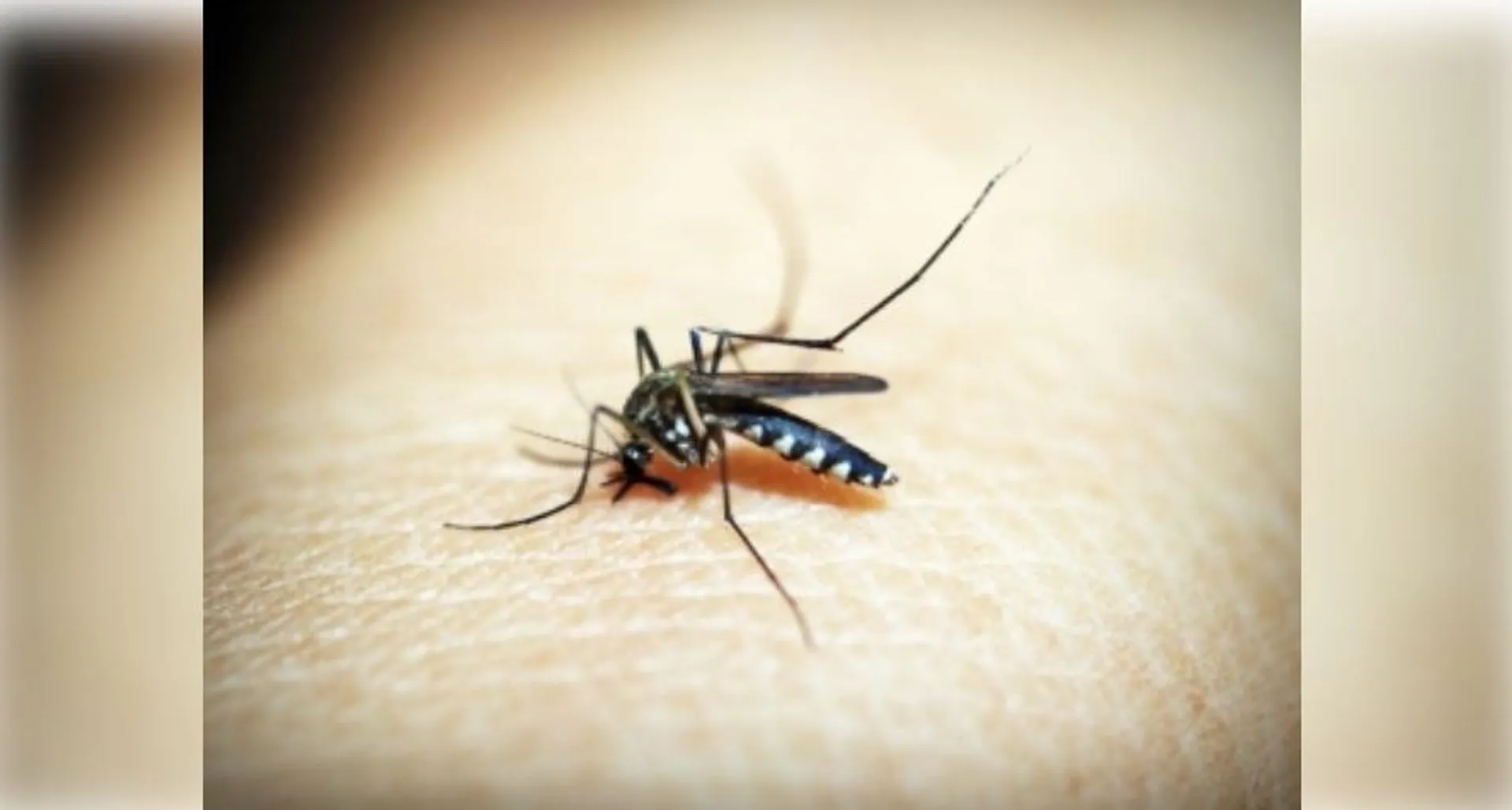 malaria