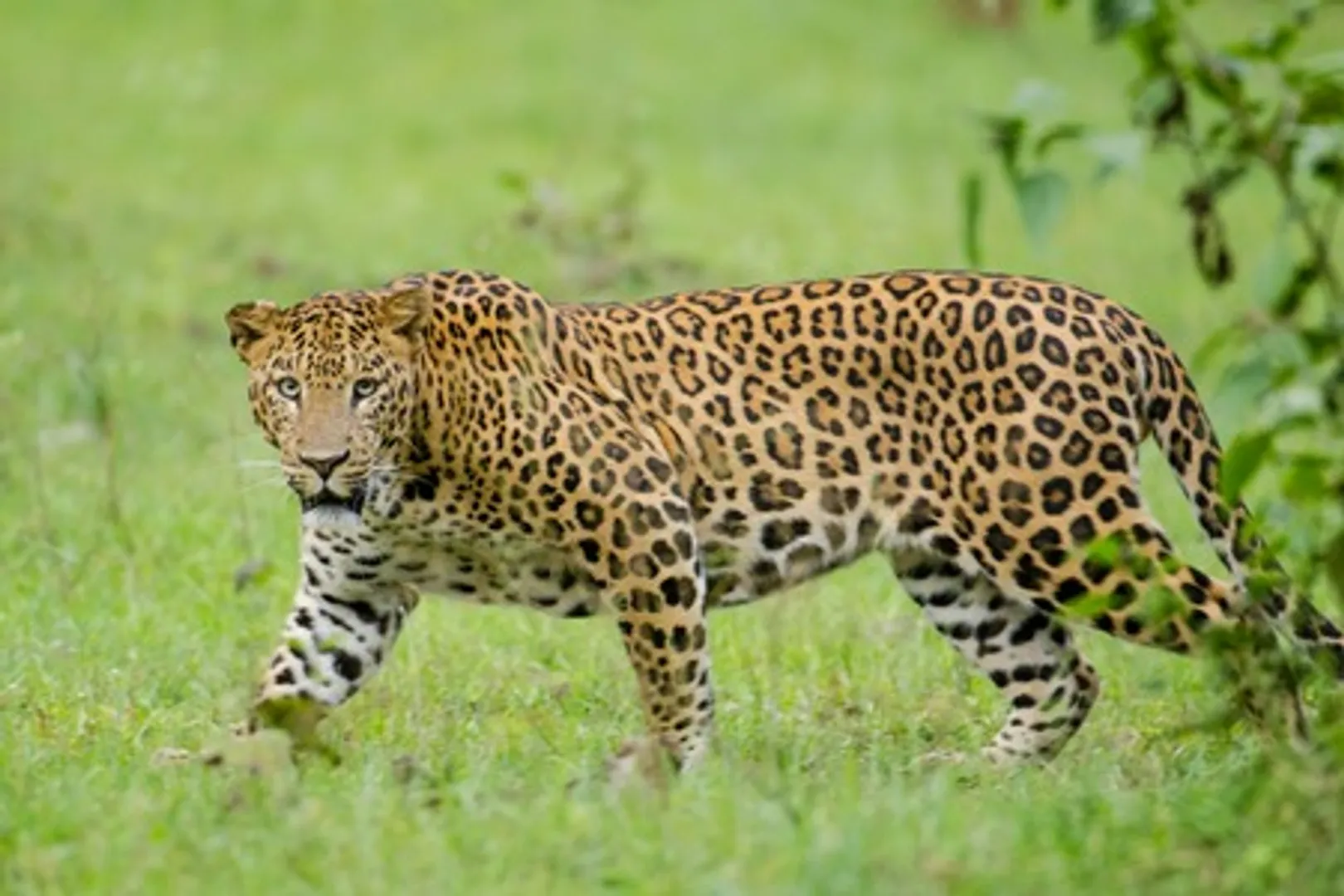 leopard 1