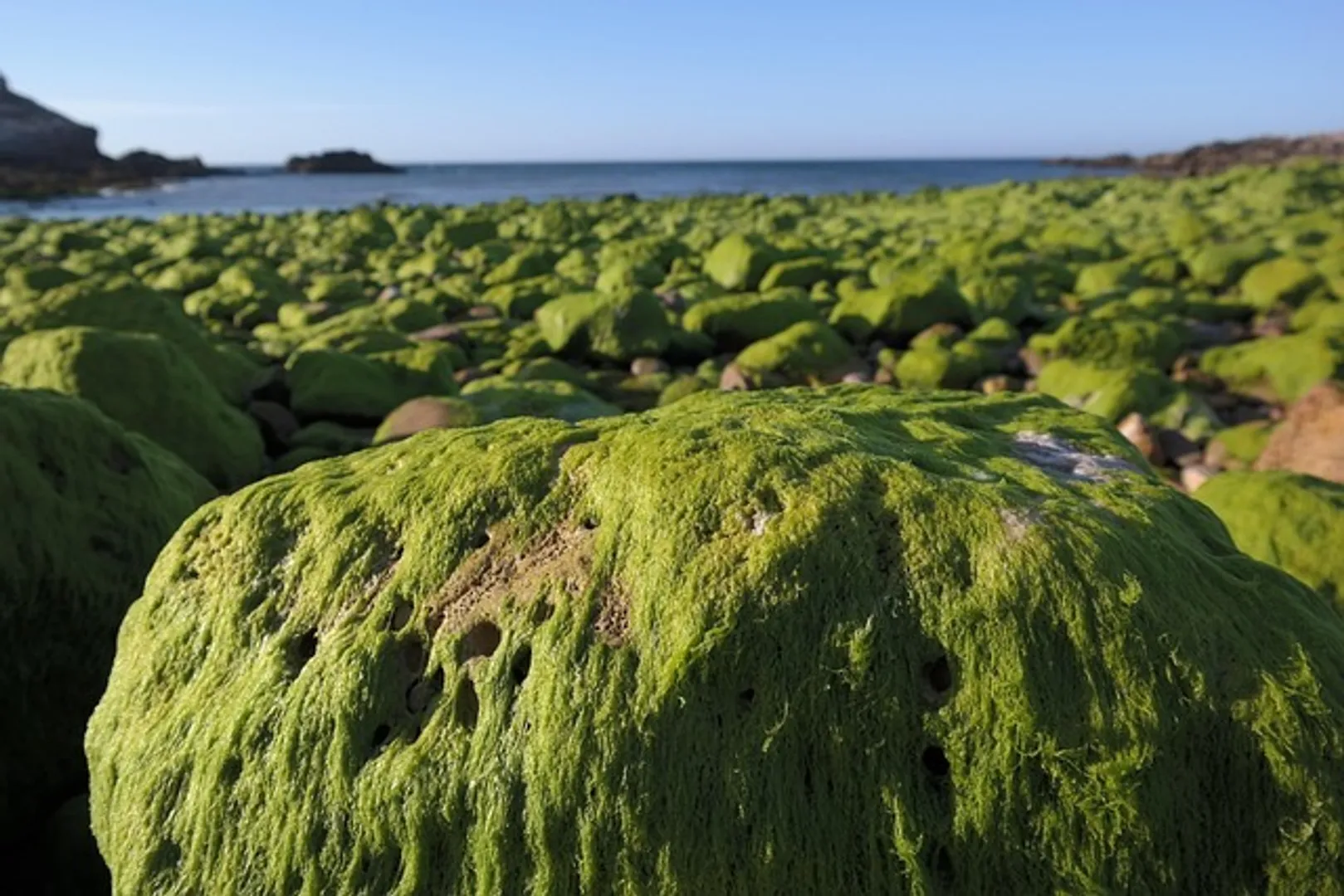 algae
