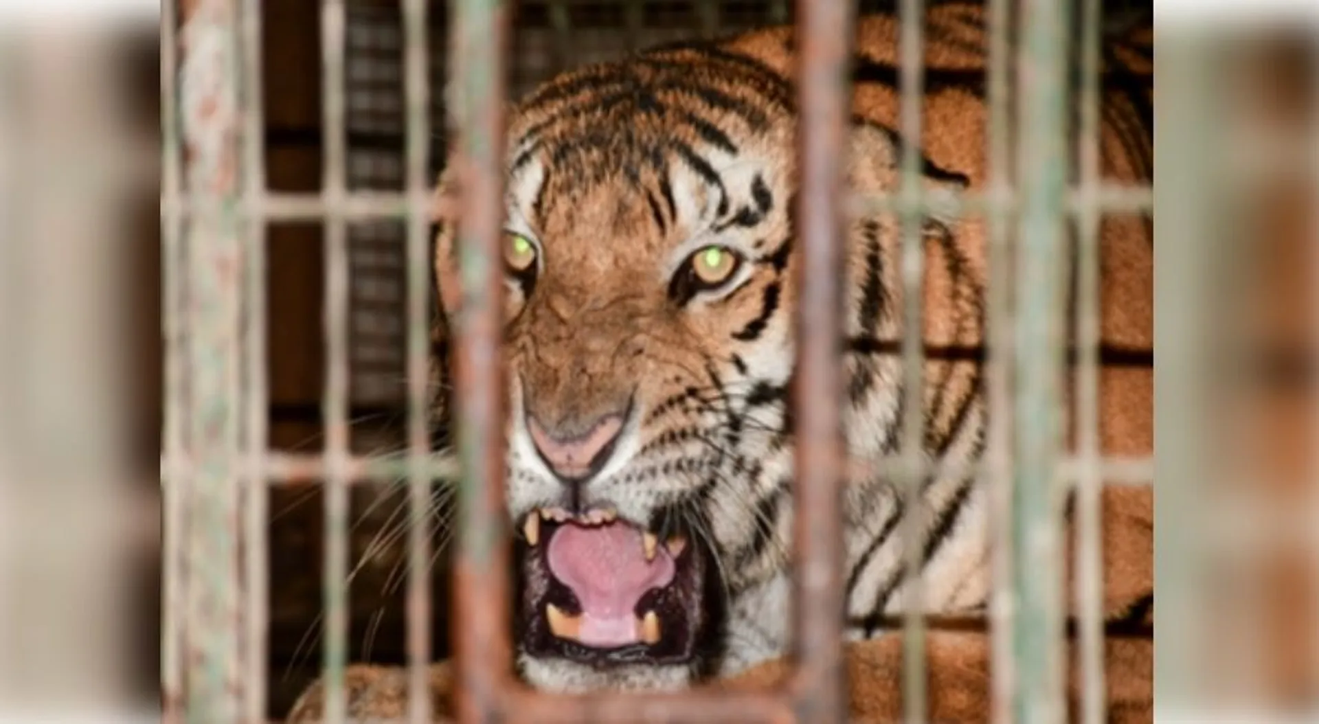 tiger
