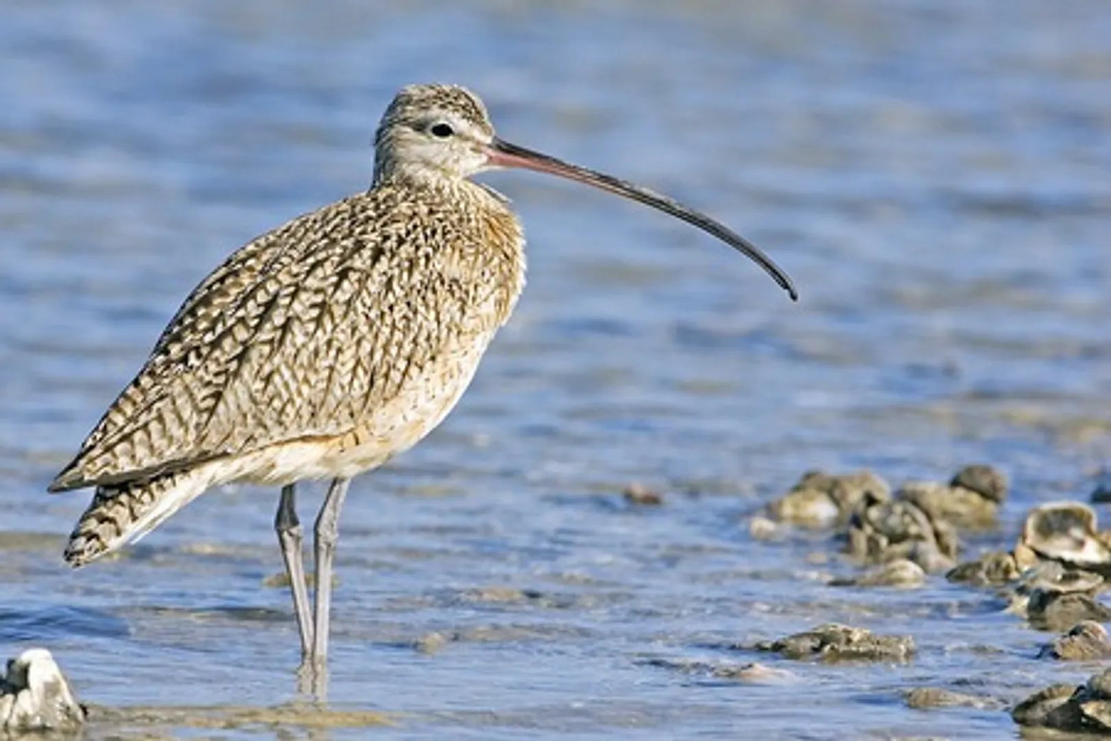 IUCN 1