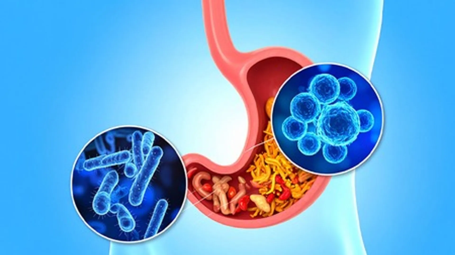 gut