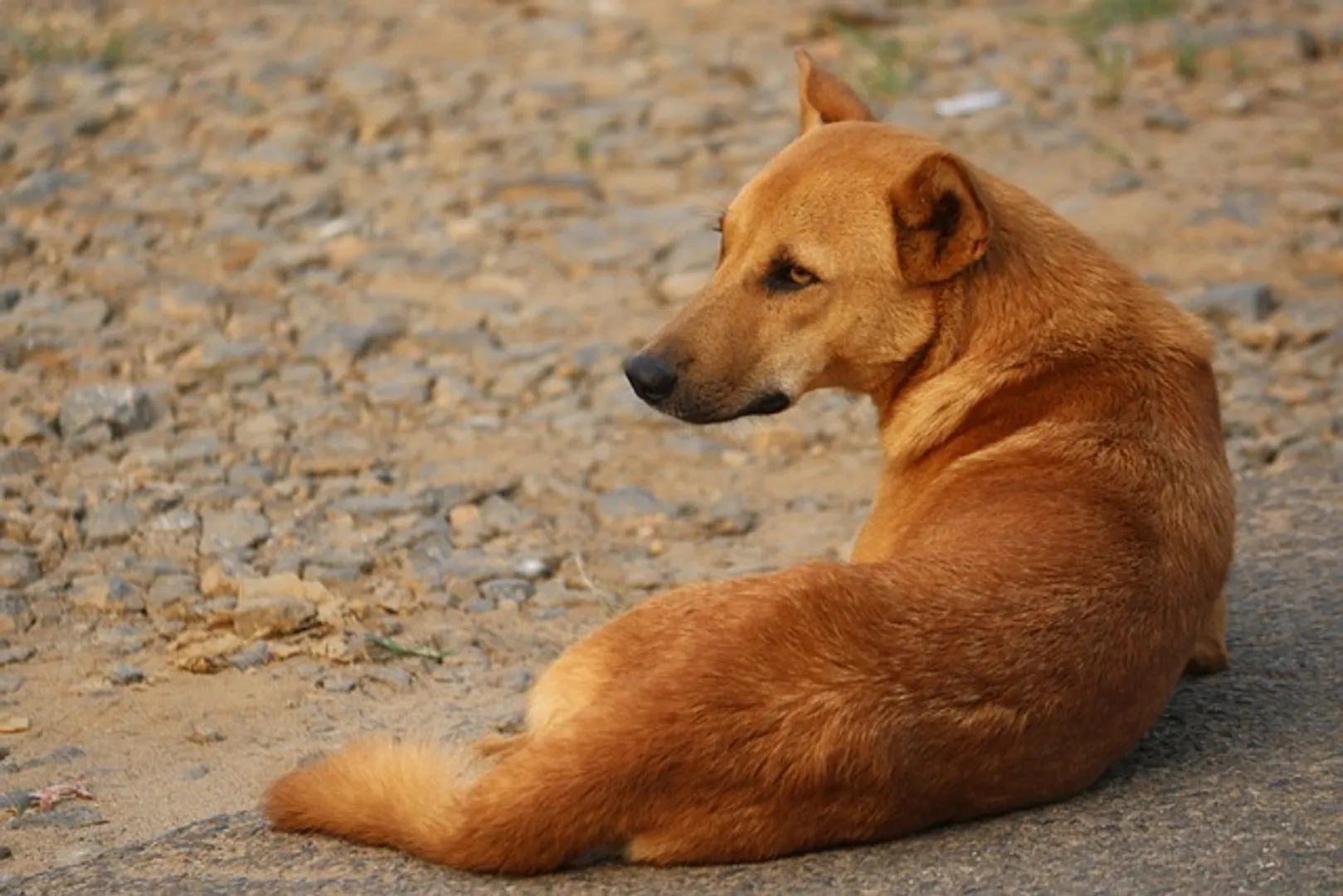 stray-dog