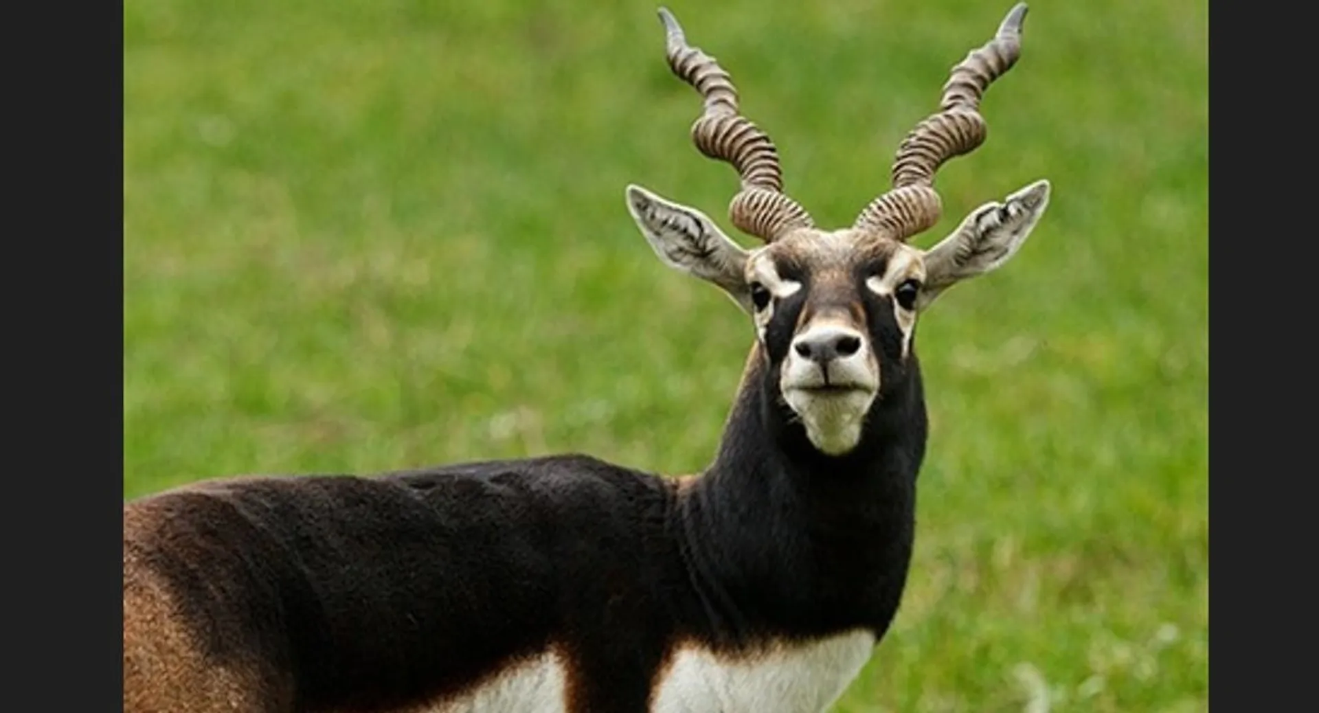 blackbuck