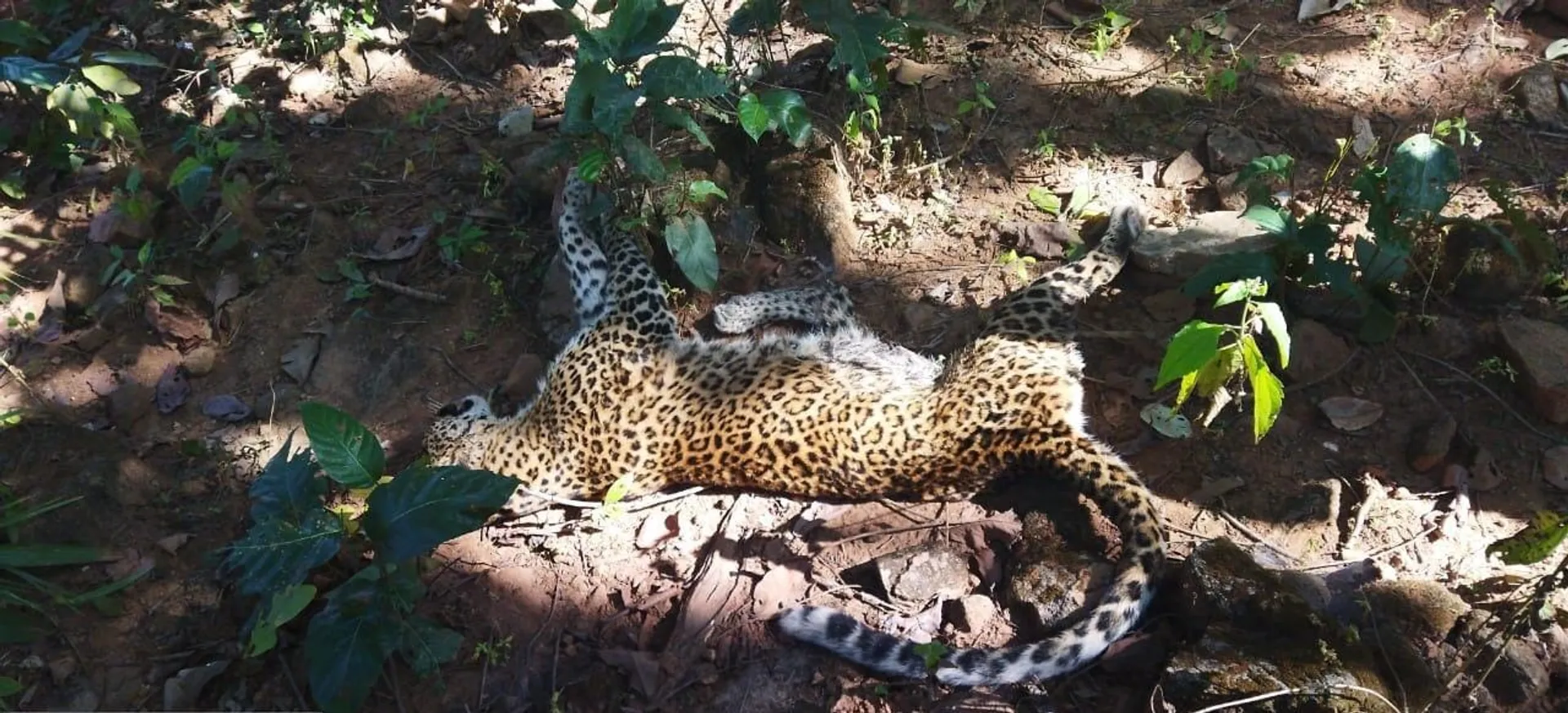 Leopard death
