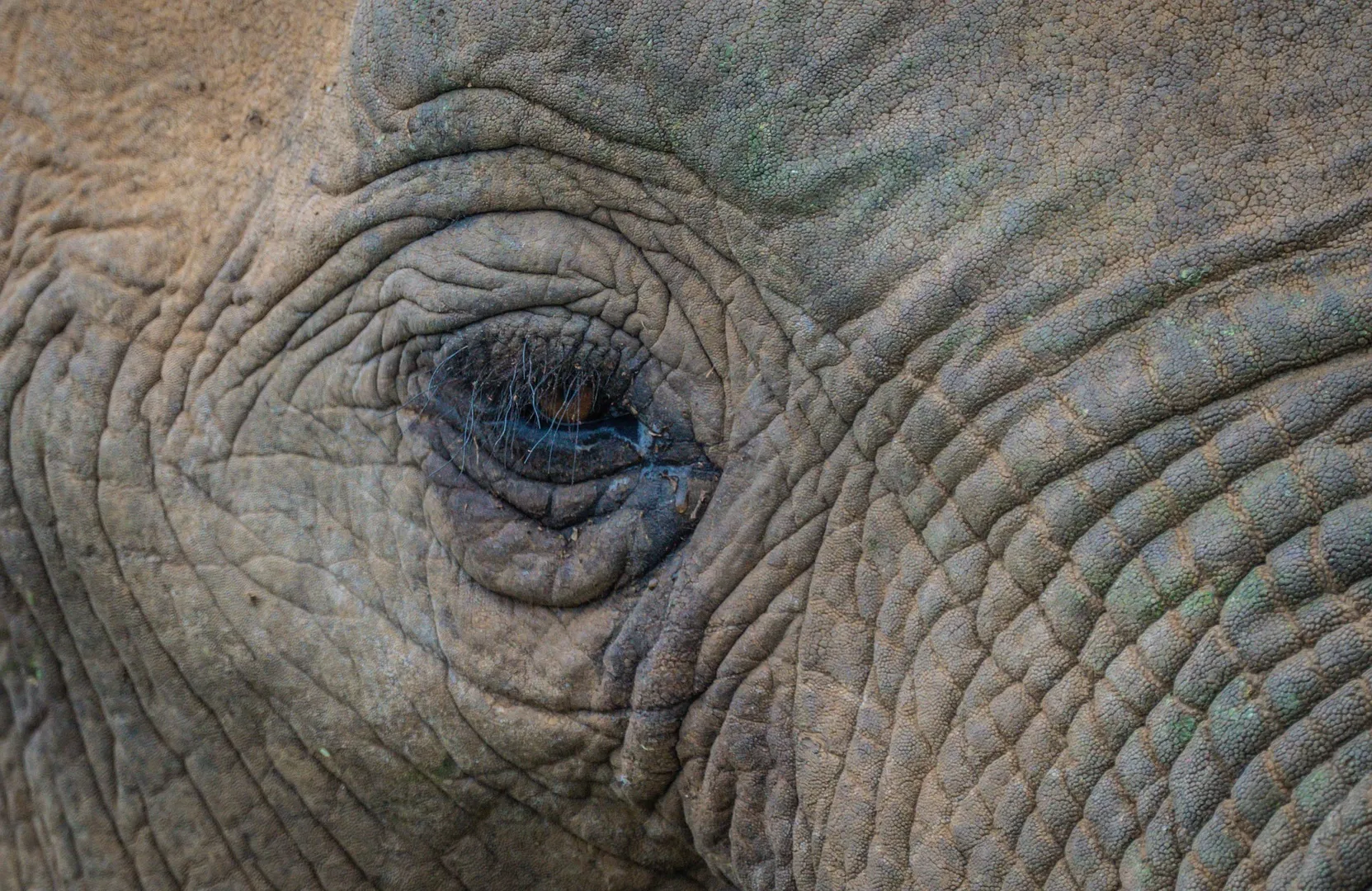 elephant2