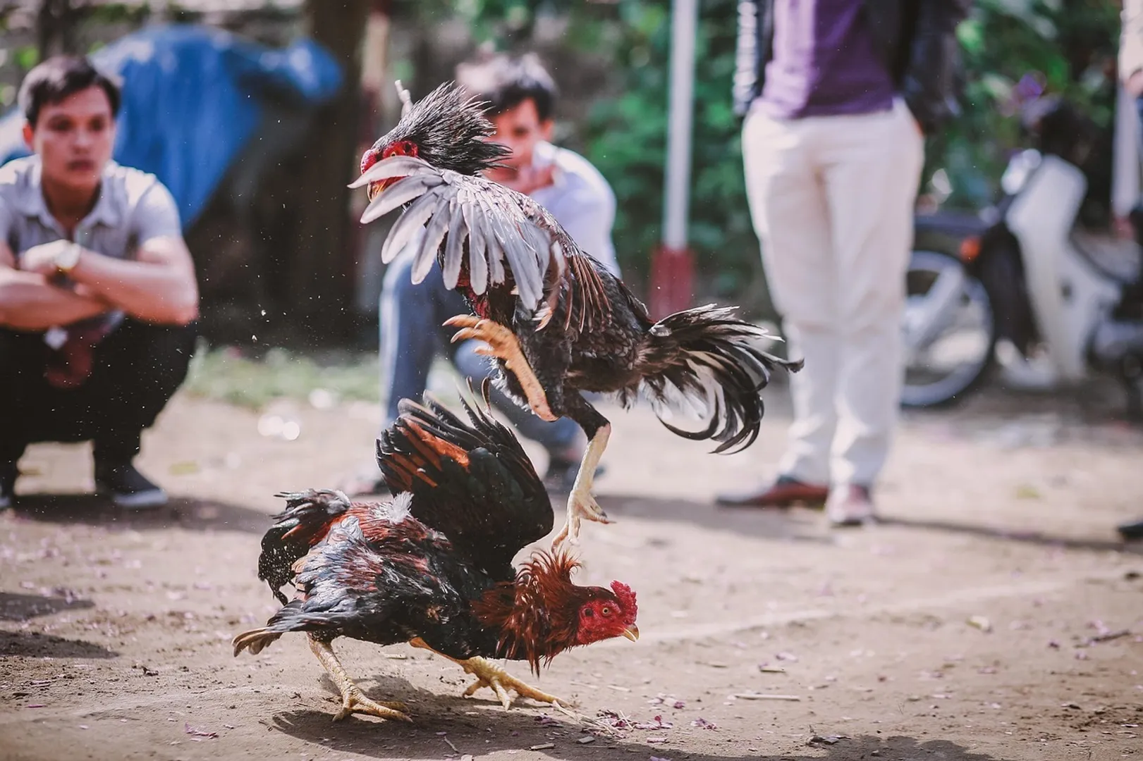 cockfighting