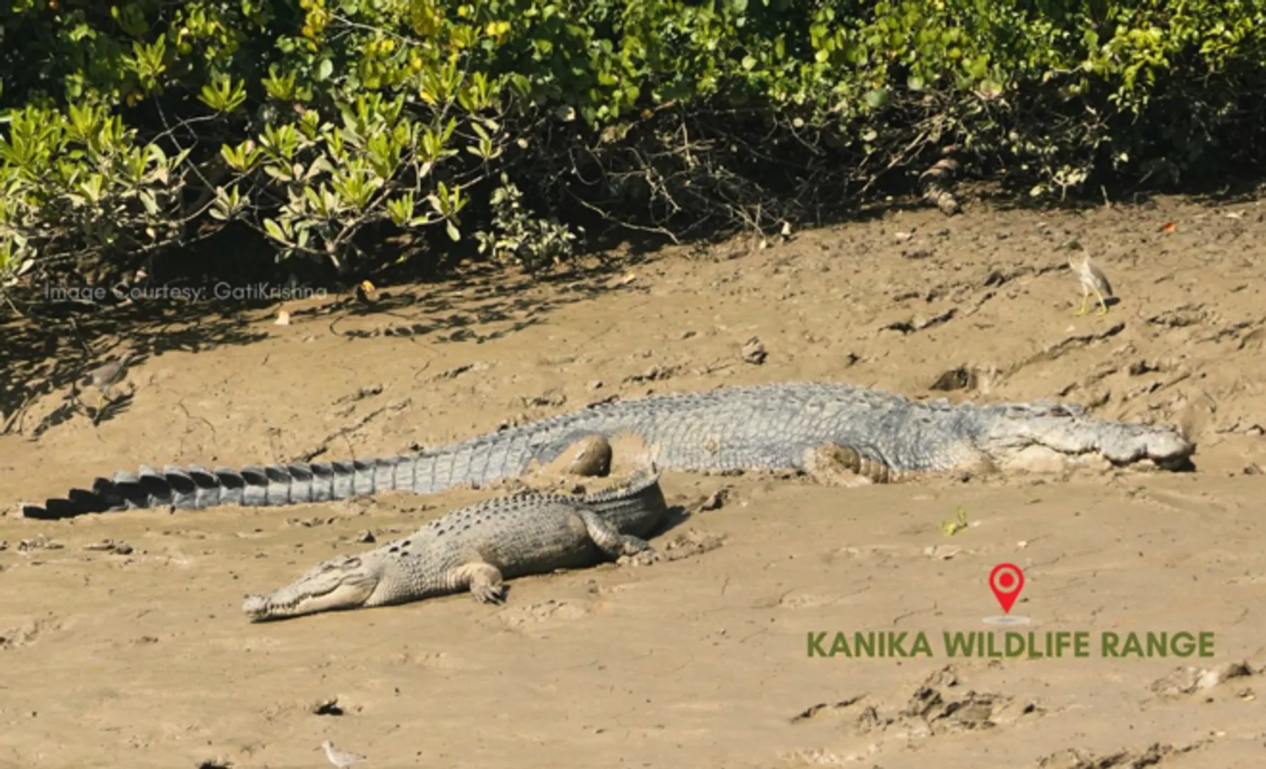 Crocs at Bhitarkanika