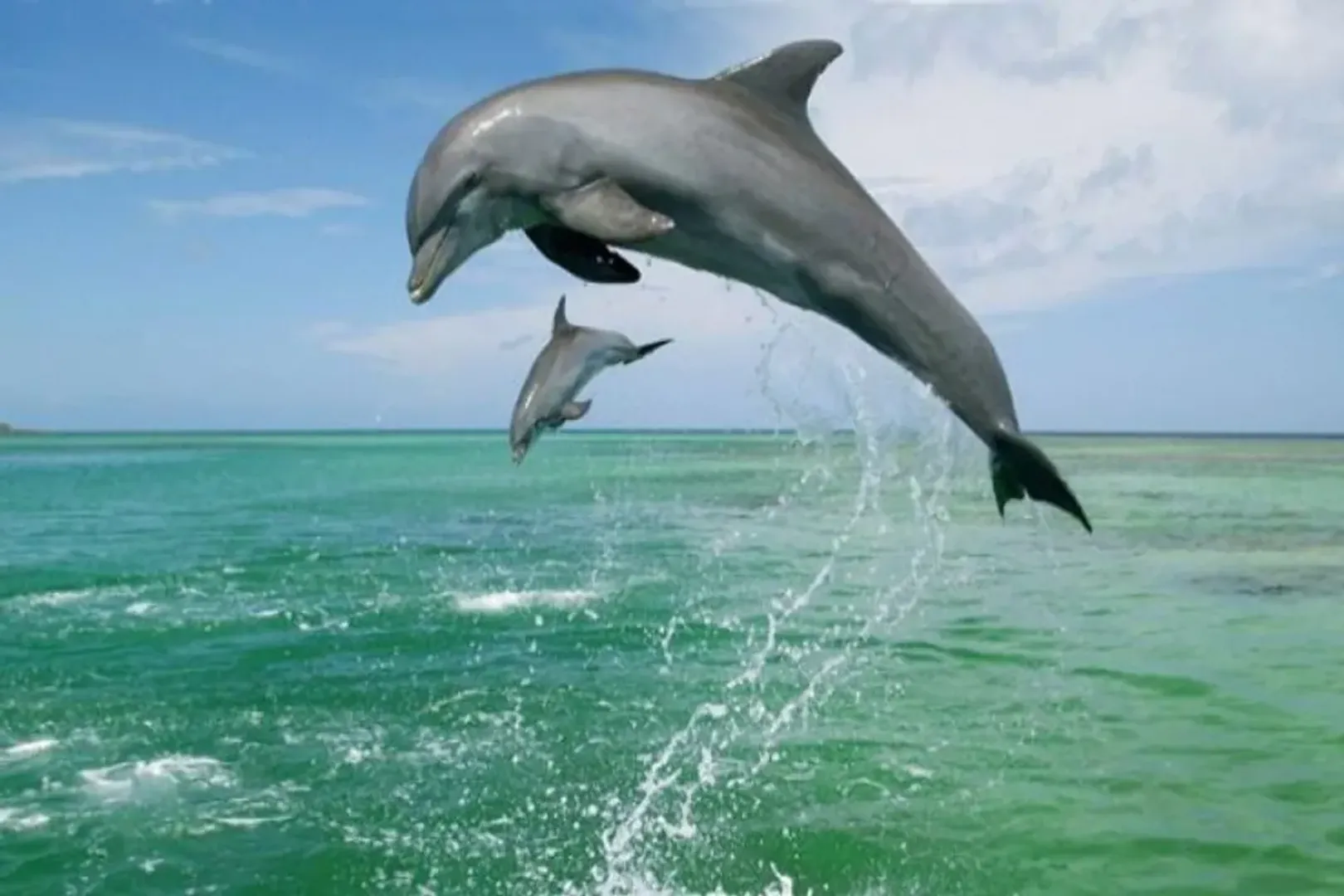 Dolphins