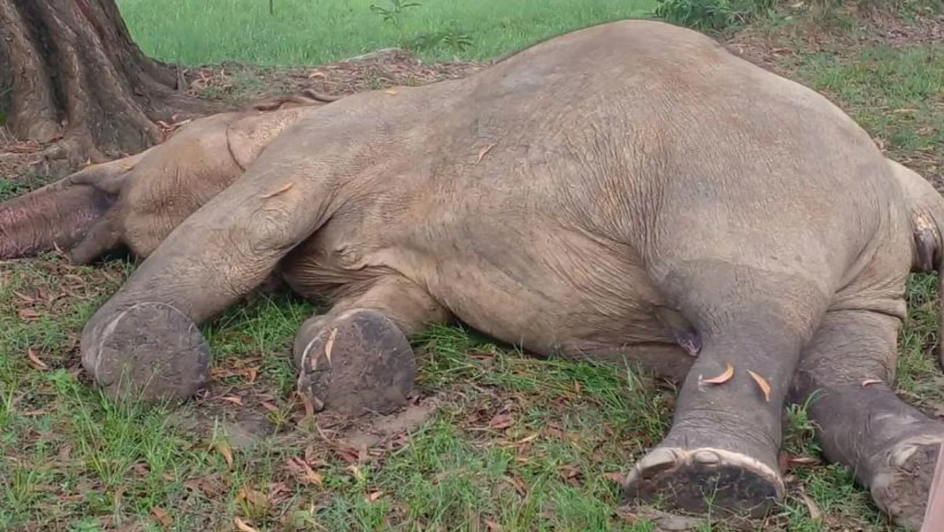 elephant death