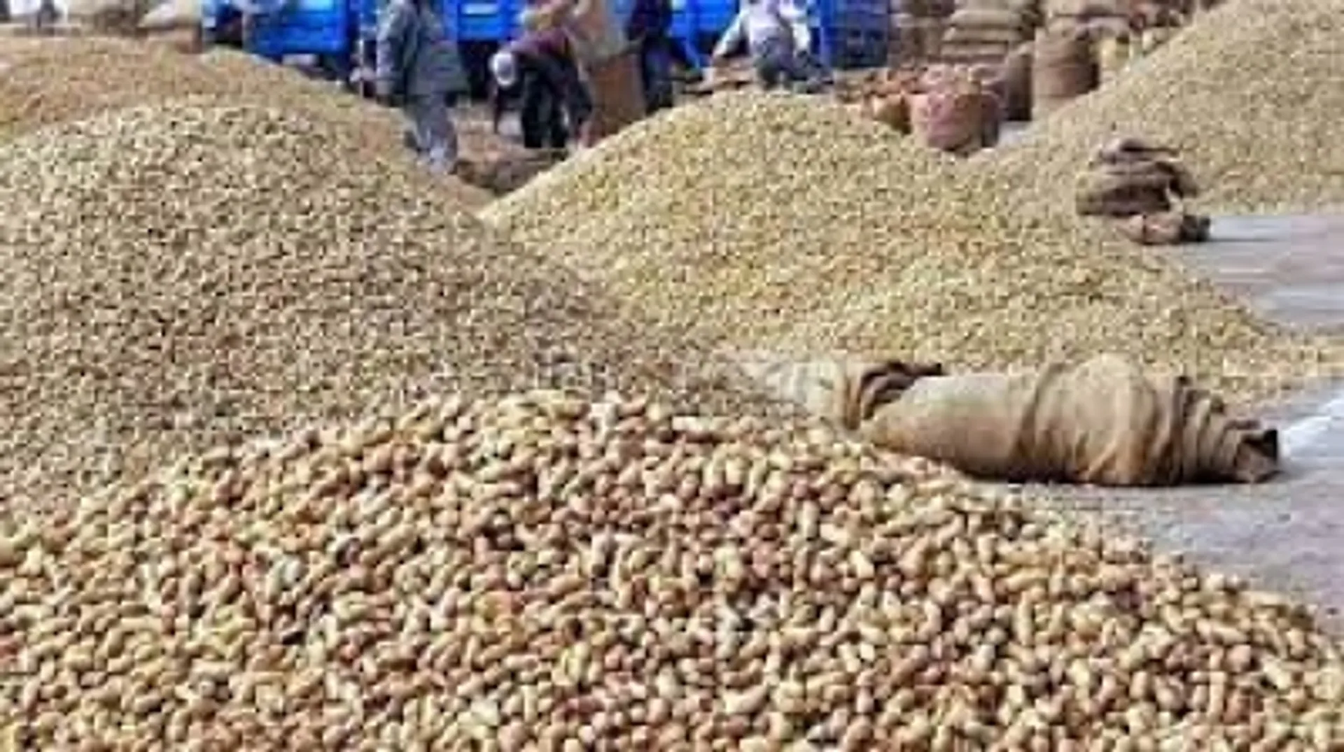 oilseeds