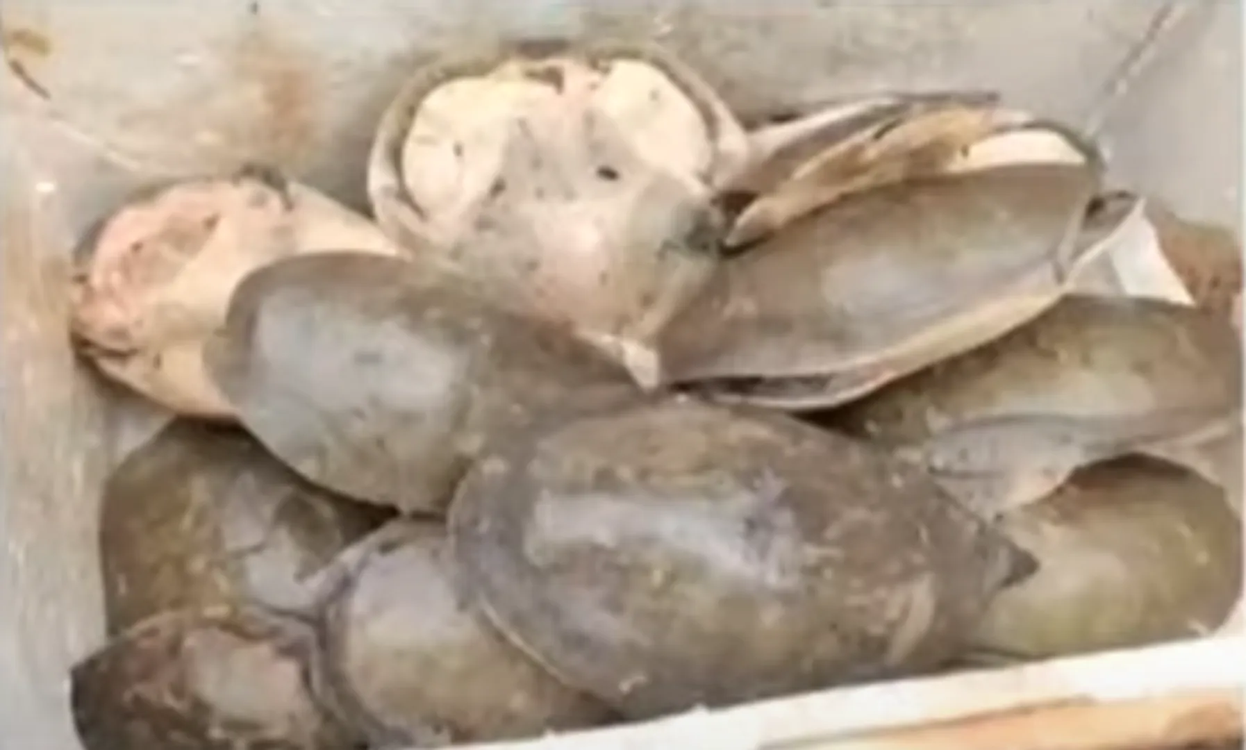 Seized tortoises