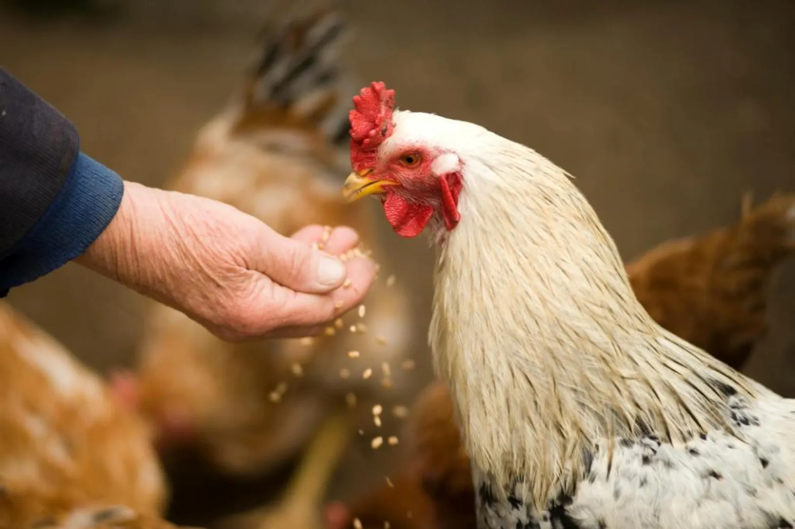 bird flu chicken