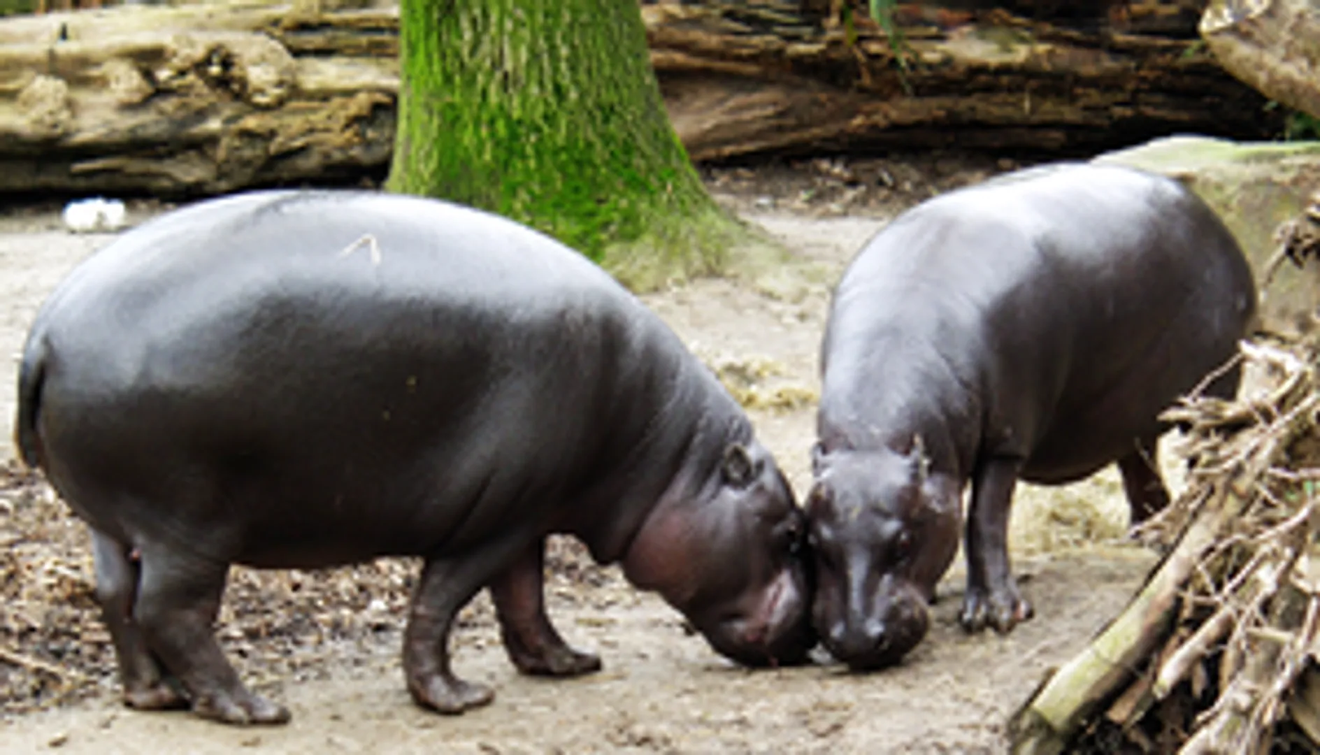 Namibia hippos