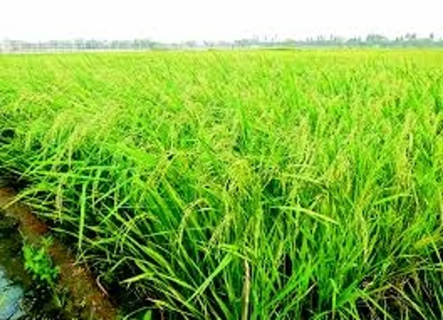 Paddy field pic