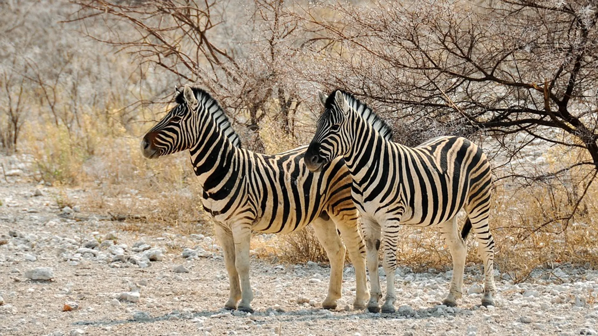 Wild animals in Namibia
