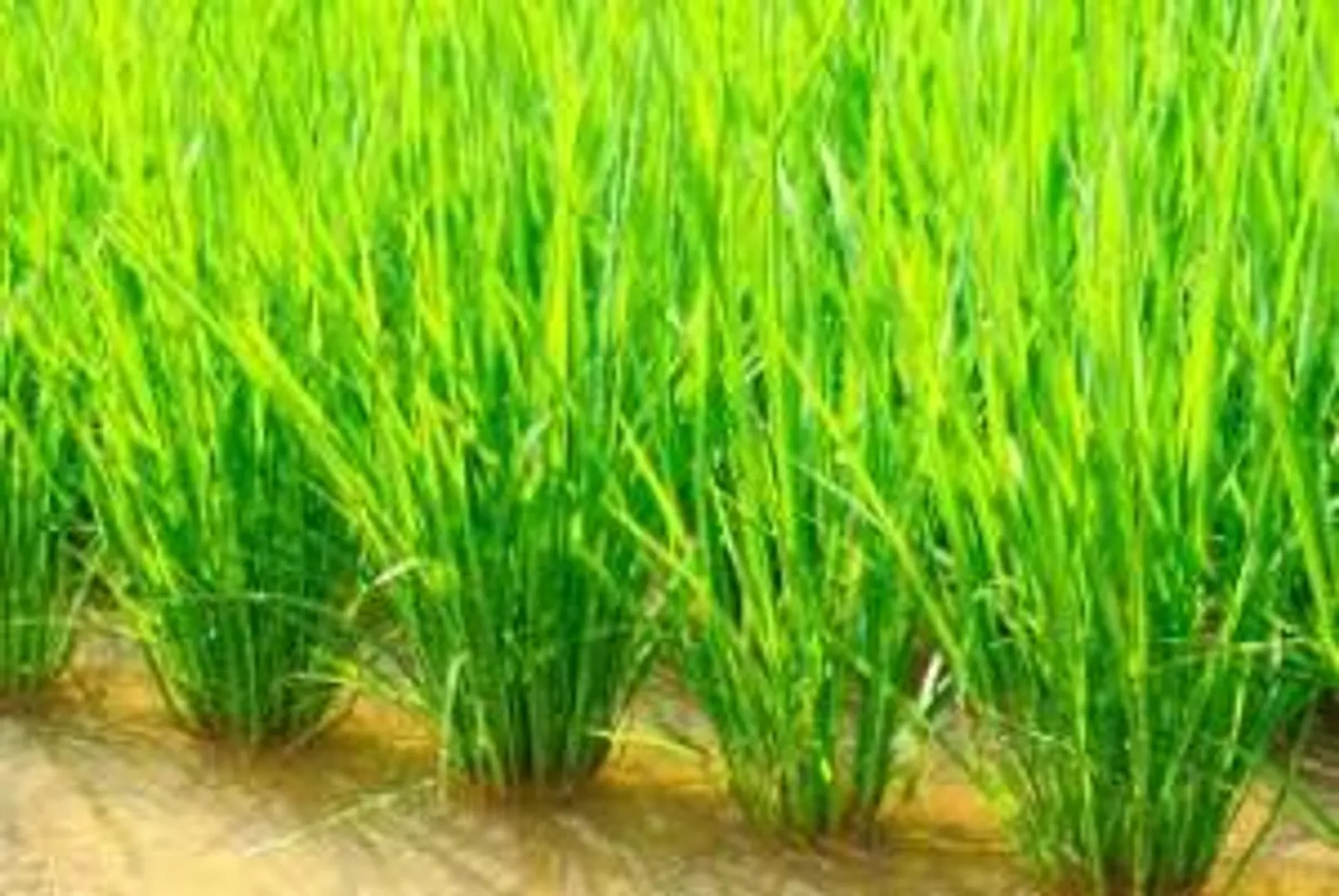 Boon for Odisha farmers: CRRI develops drought, flood resistant rice varieties 
