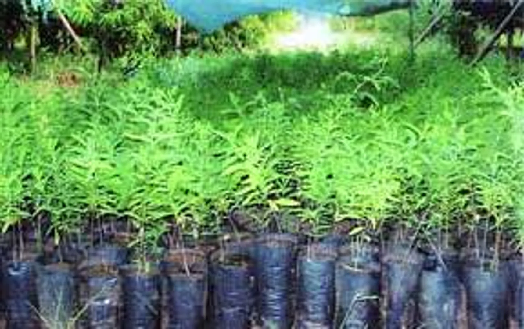 Centre sanctions Rs 236 cr to Odisha for forestry