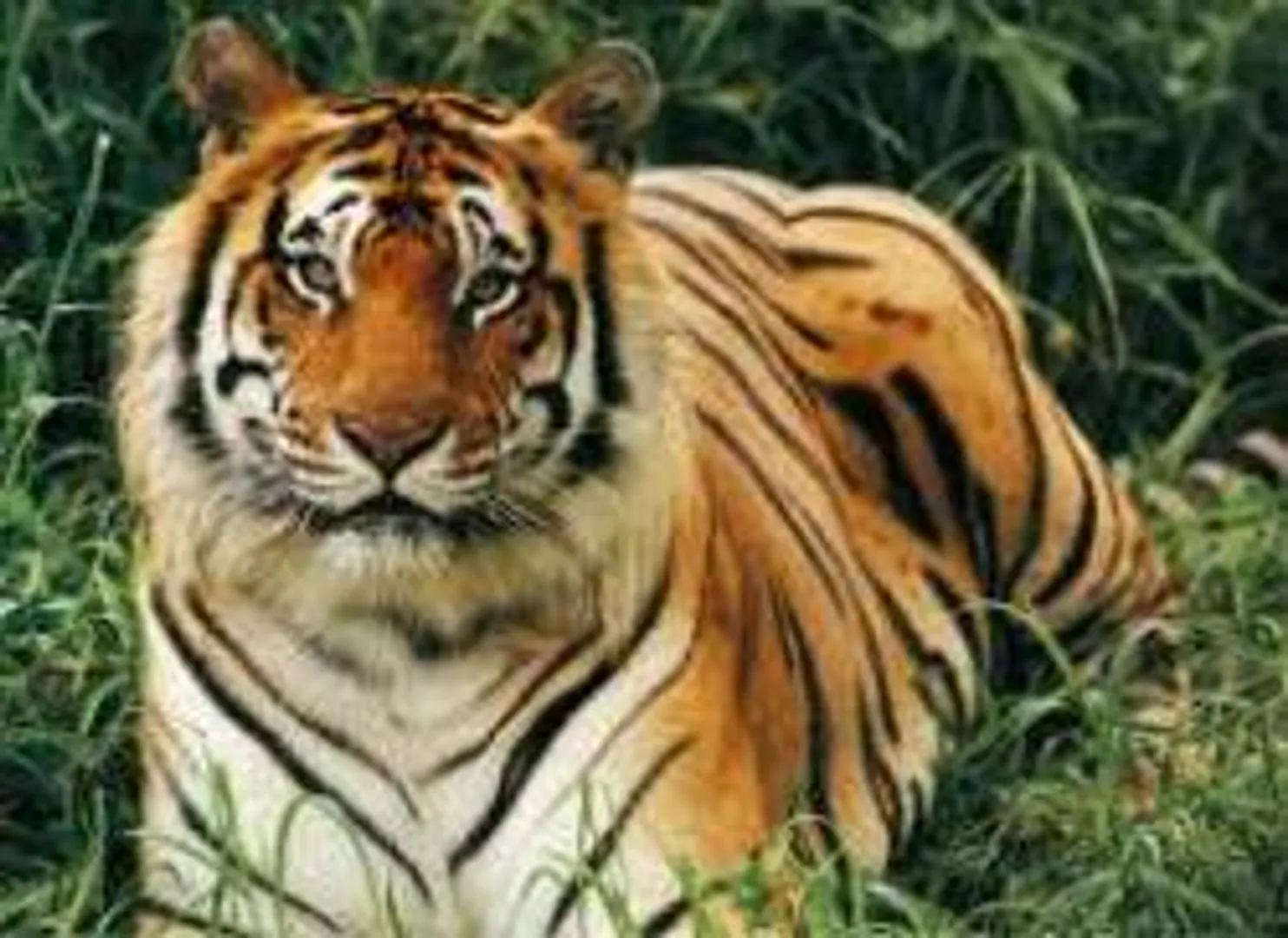 Big cat spotted in Himachal ?