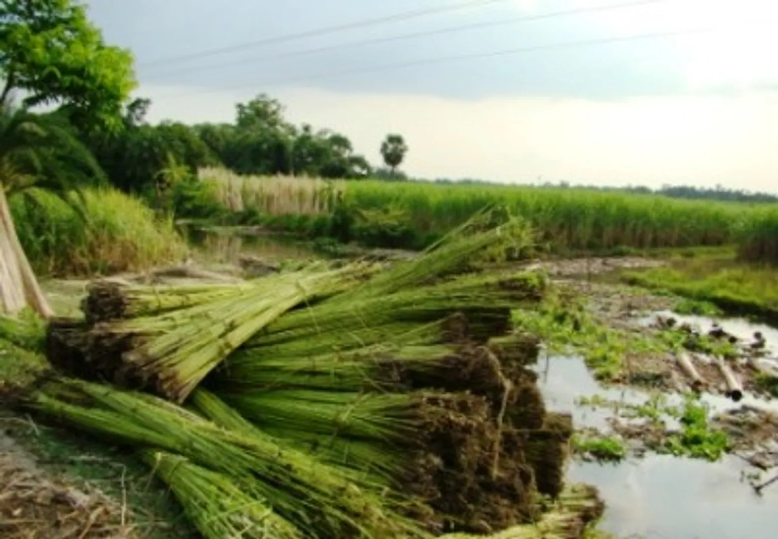 State scales up jute production target