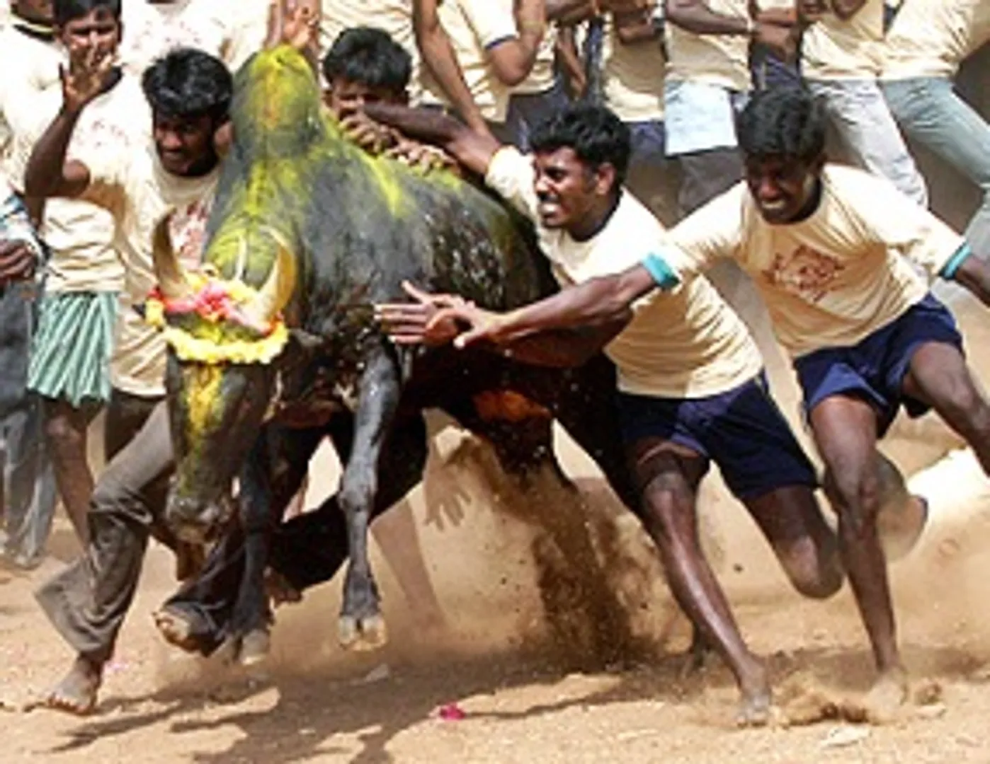 Making a case for Jallikattu 