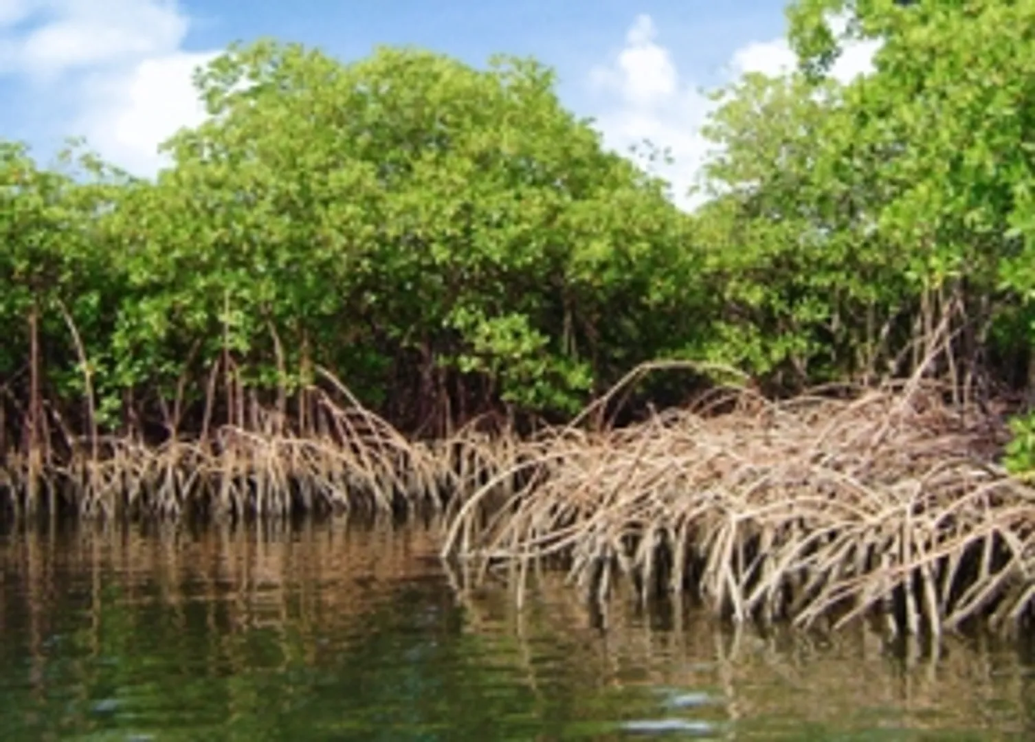 'Mangroves help mitigate climate change'