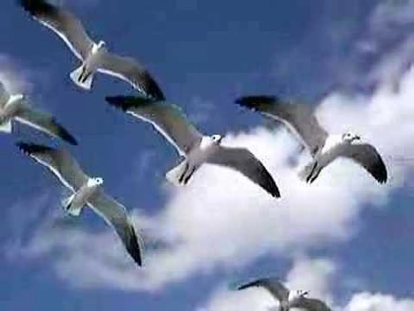 Why are birds toothless?
