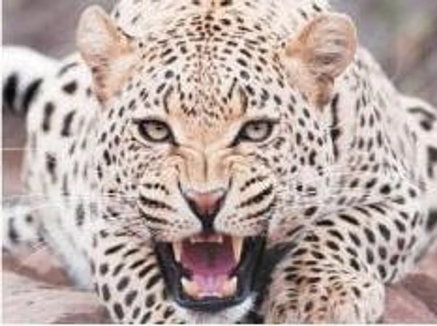 Leopards have lost 75 percent of habitat range: Study