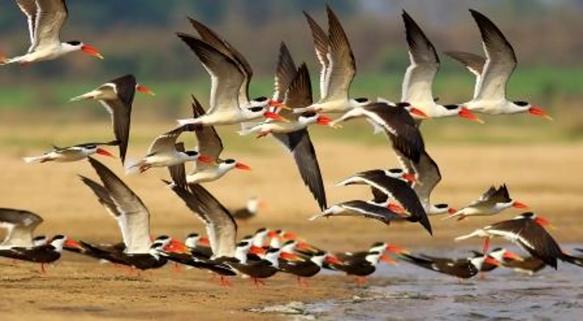 Odisha woos Indian Skimmers to breed and nest