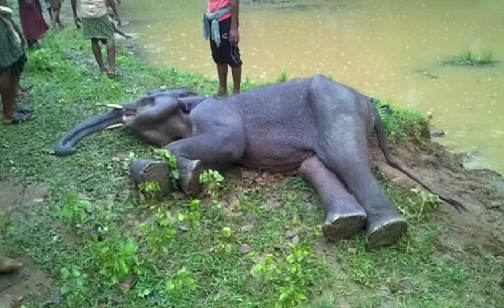 393 elephants died in Odisha in 5 years