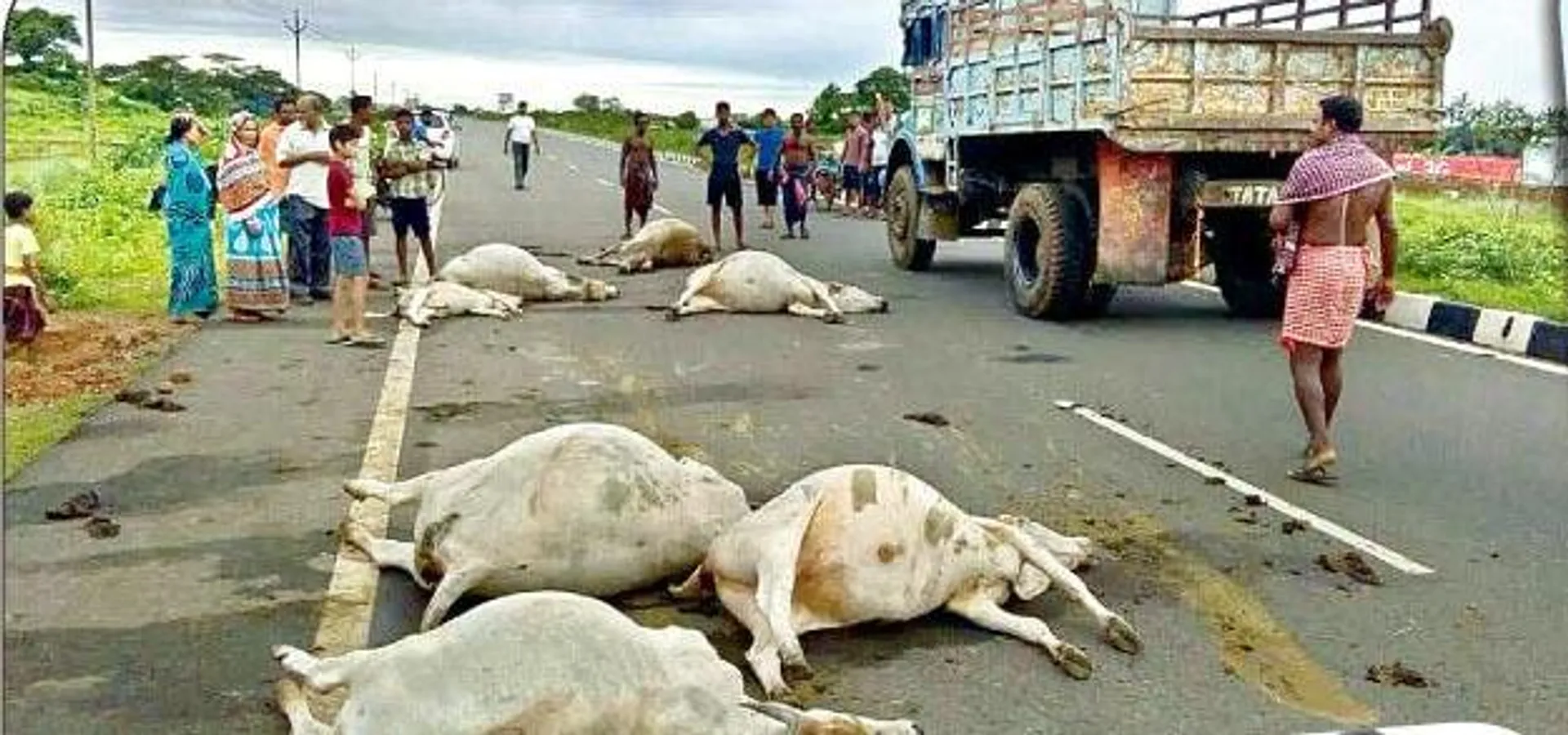 20 cows killed as cattle-laden truck skids into river in Odisha