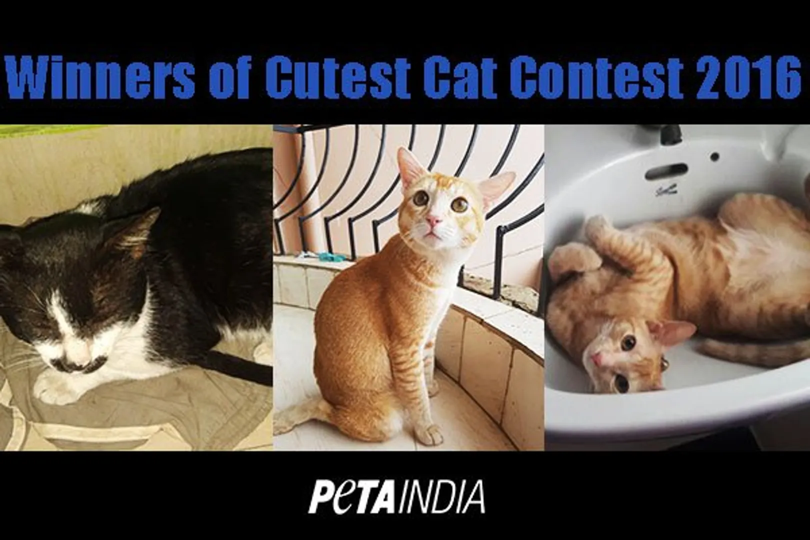 Meet the second runners up of ‘Cutest Rescued Cat Alive’ contest from Odisha